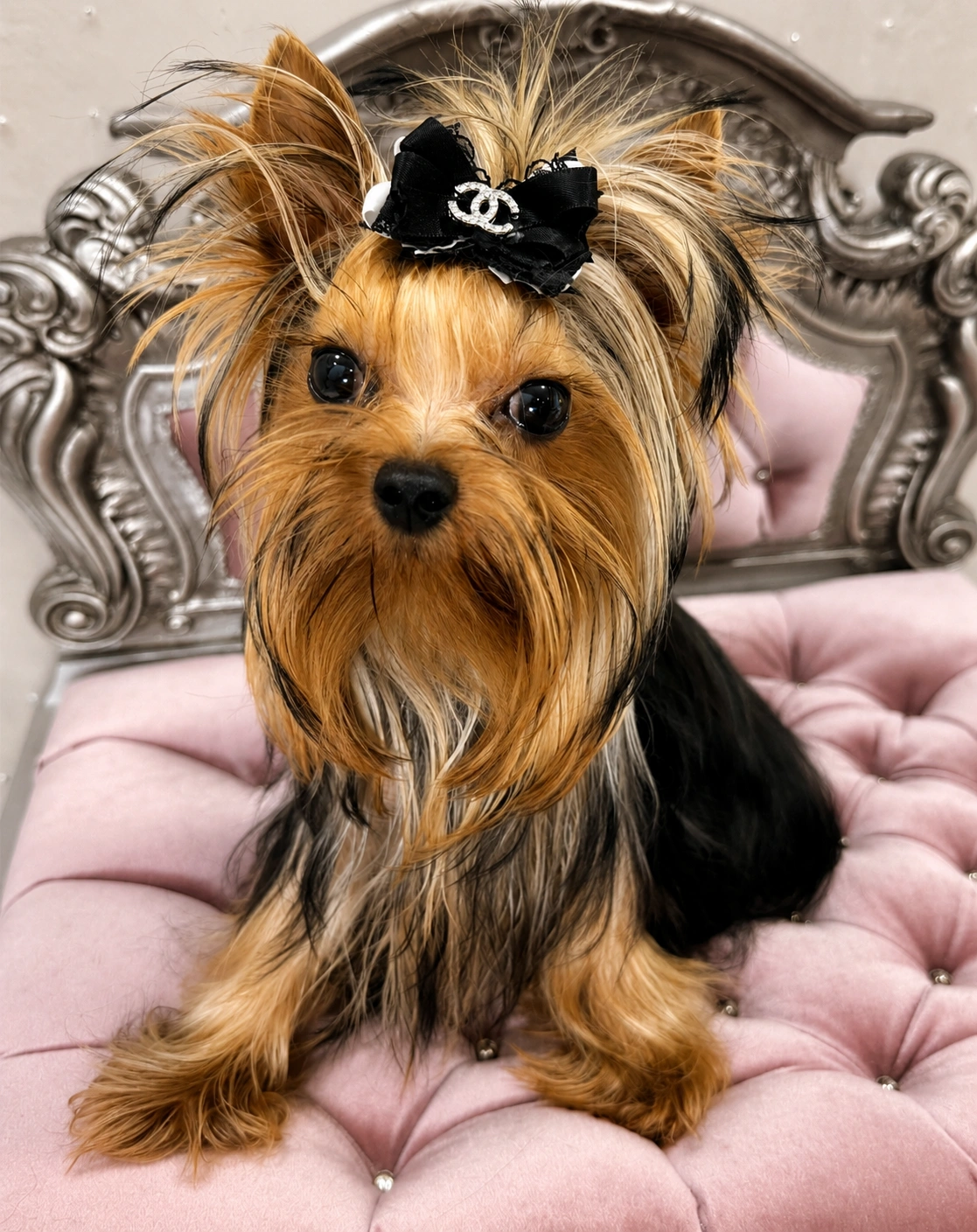 Yorkshire Terrier on pink tufted chair.