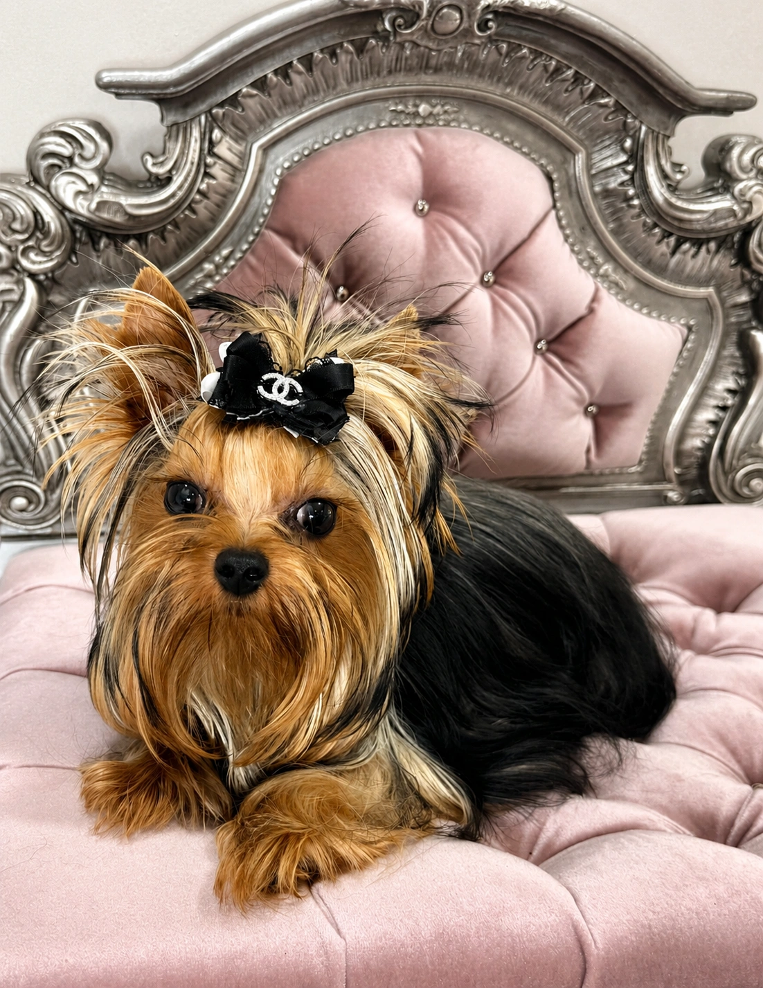 Yorkshire terrier on pink tufted chair.