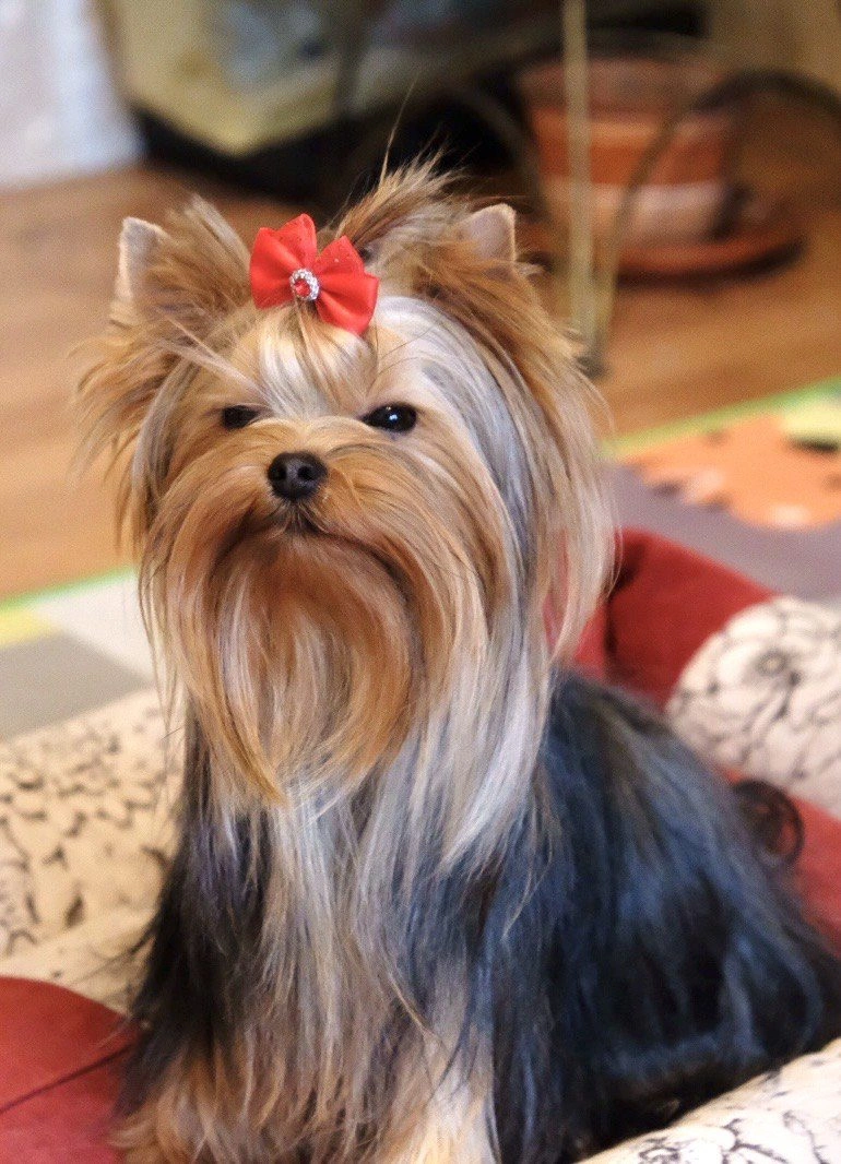 Yorkshire Terrier with red bow on head.
