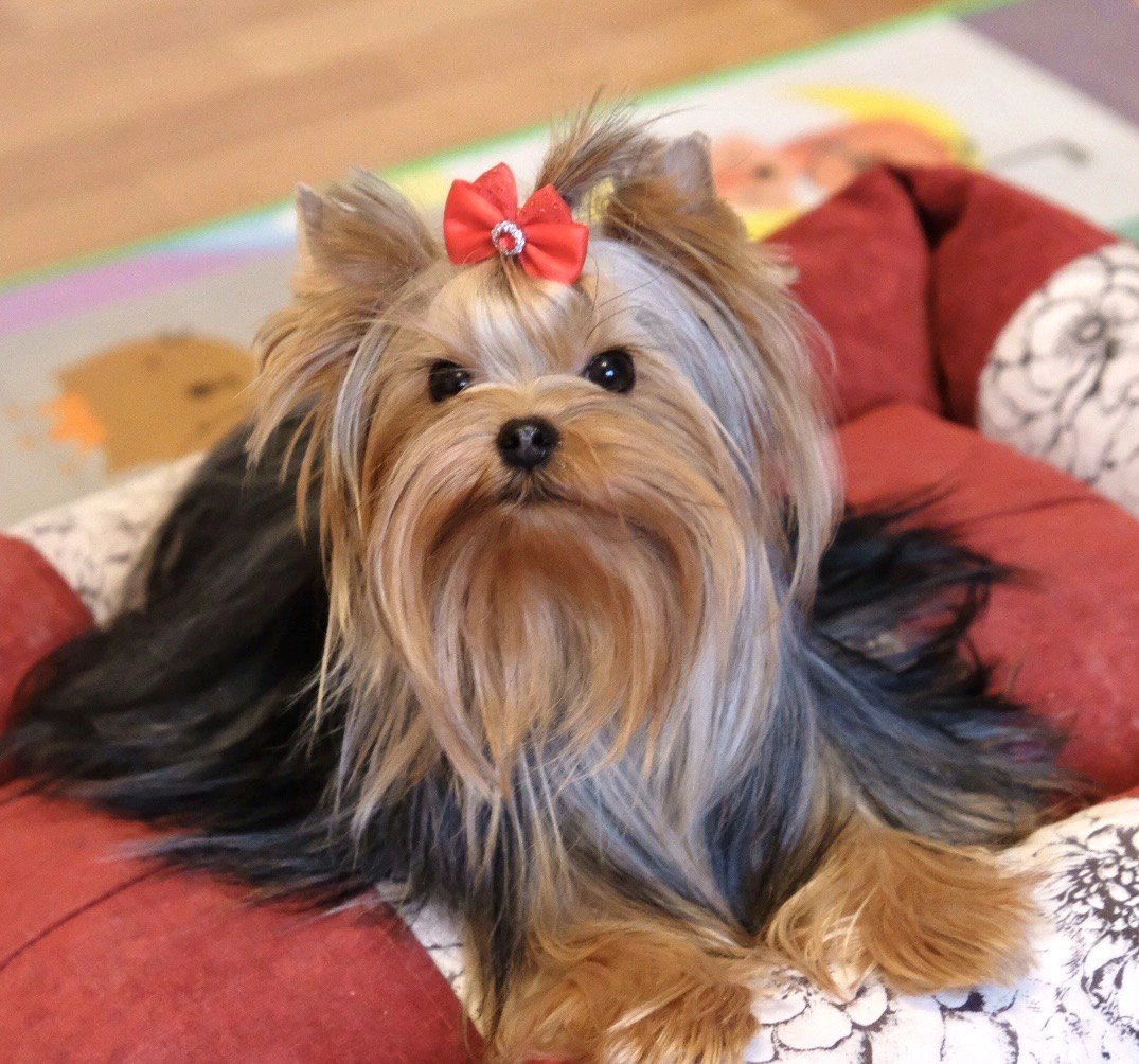 Yorkshire Terrier with red bow on bed.