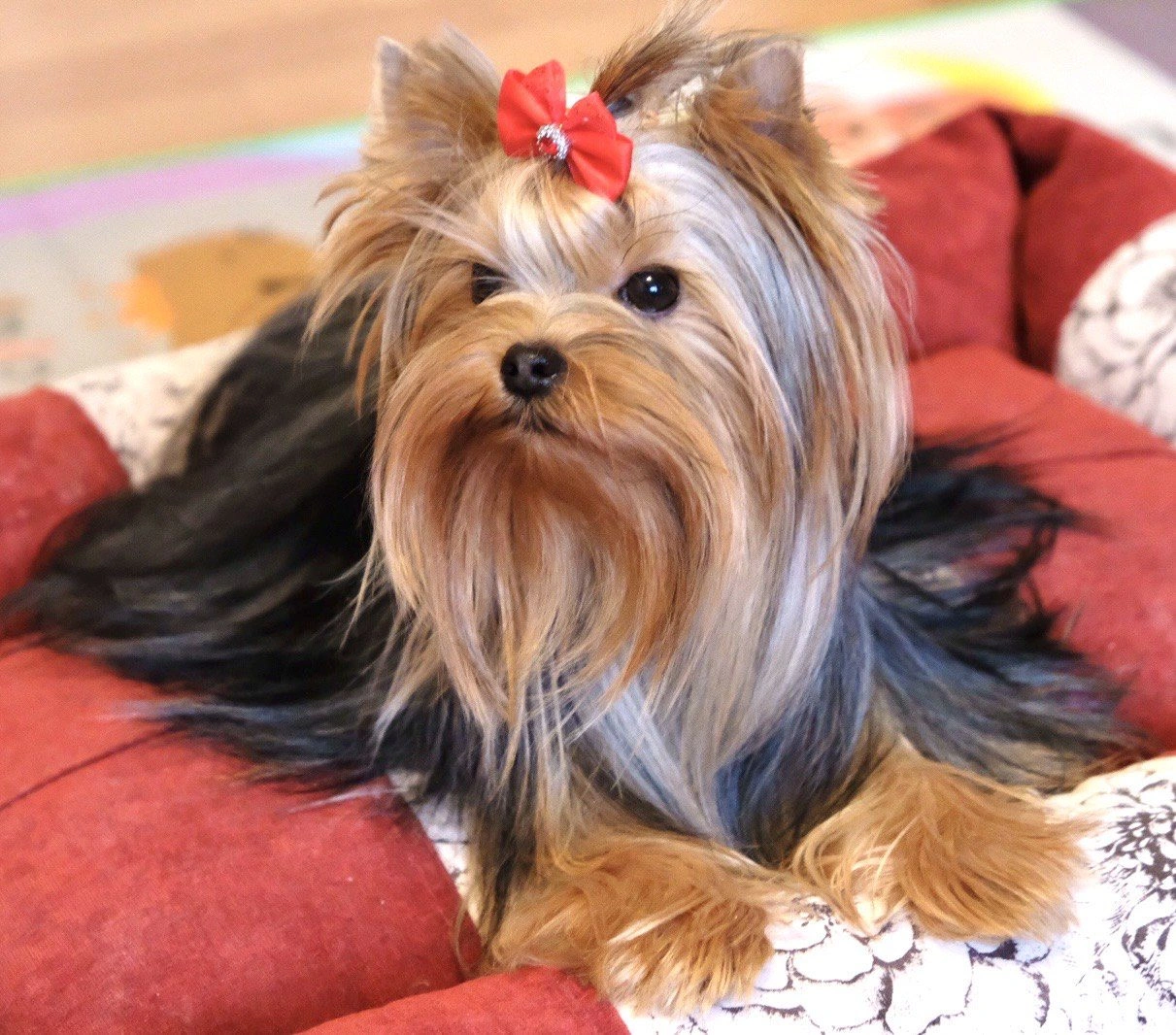 Yorkshire Terrier with red bow on pillow.