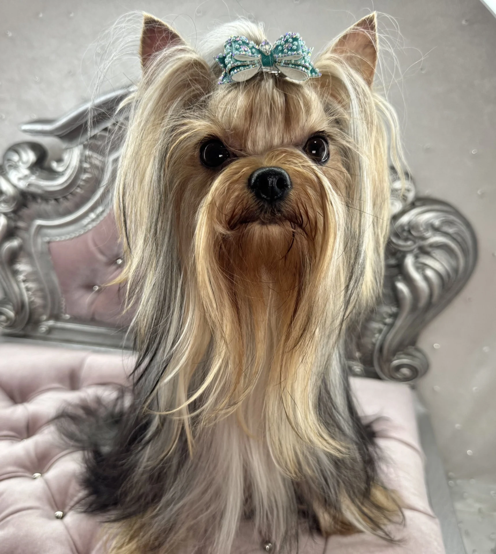Yorkshire Terrier with a blue bow.