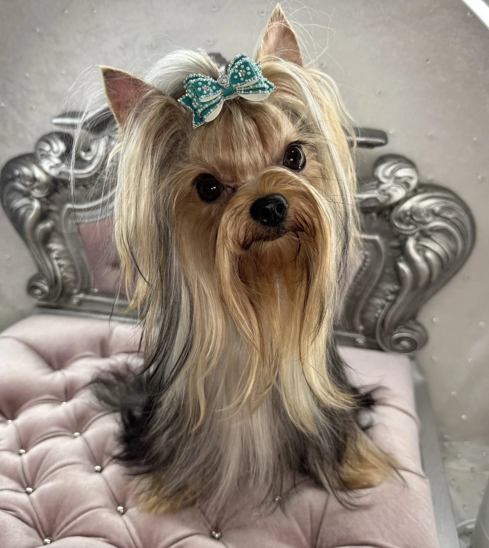 Yorkshire Terrier with bow on tufted cushion.