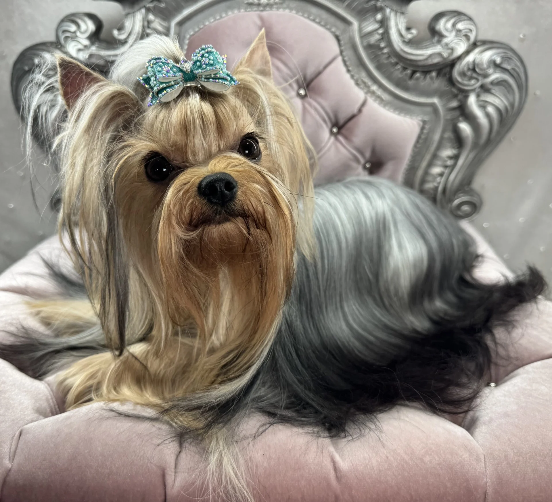 Yorkshire Terrier on ornate pink chair.