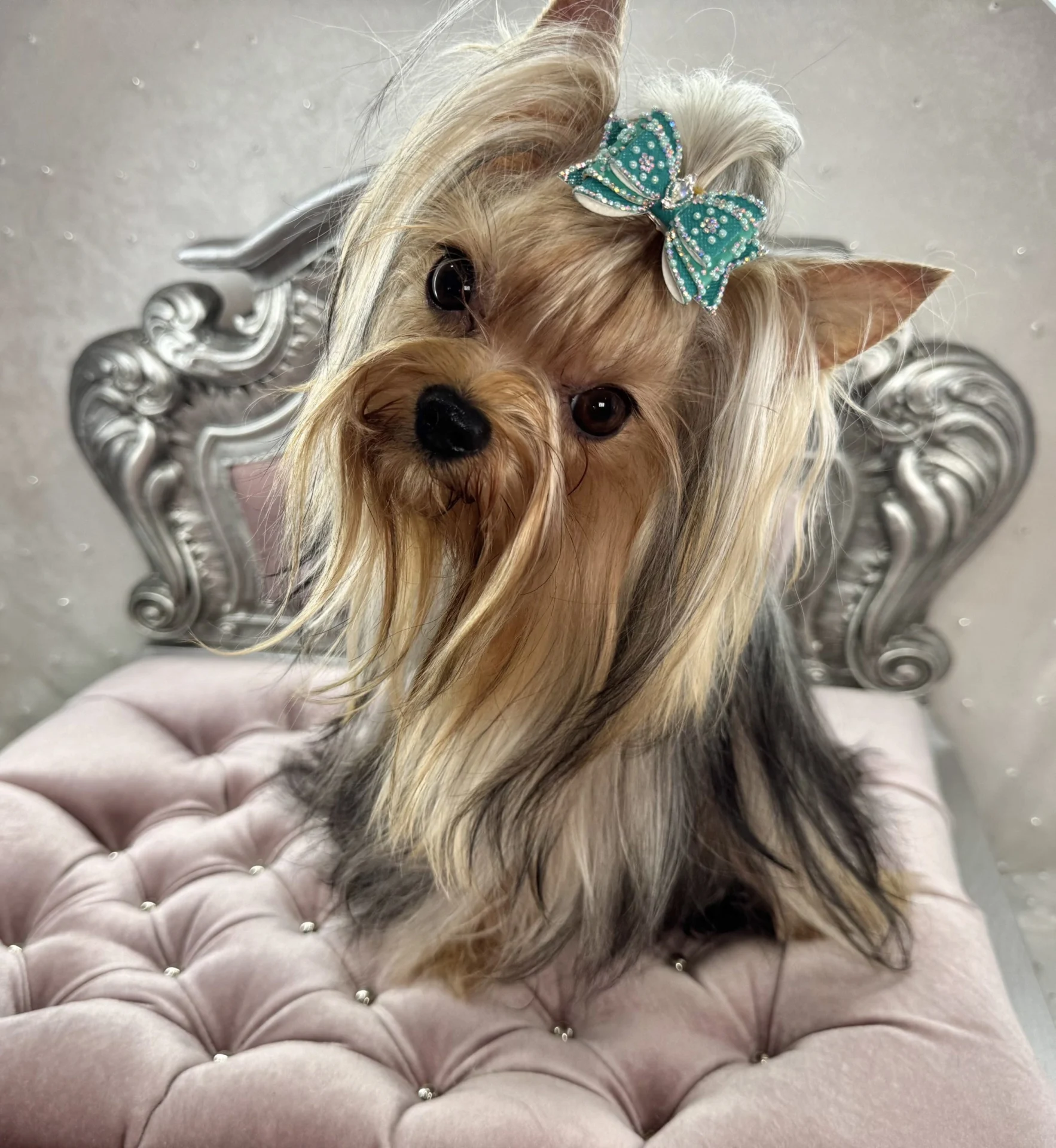 Yorkshire Terrier with bow on pink chair.