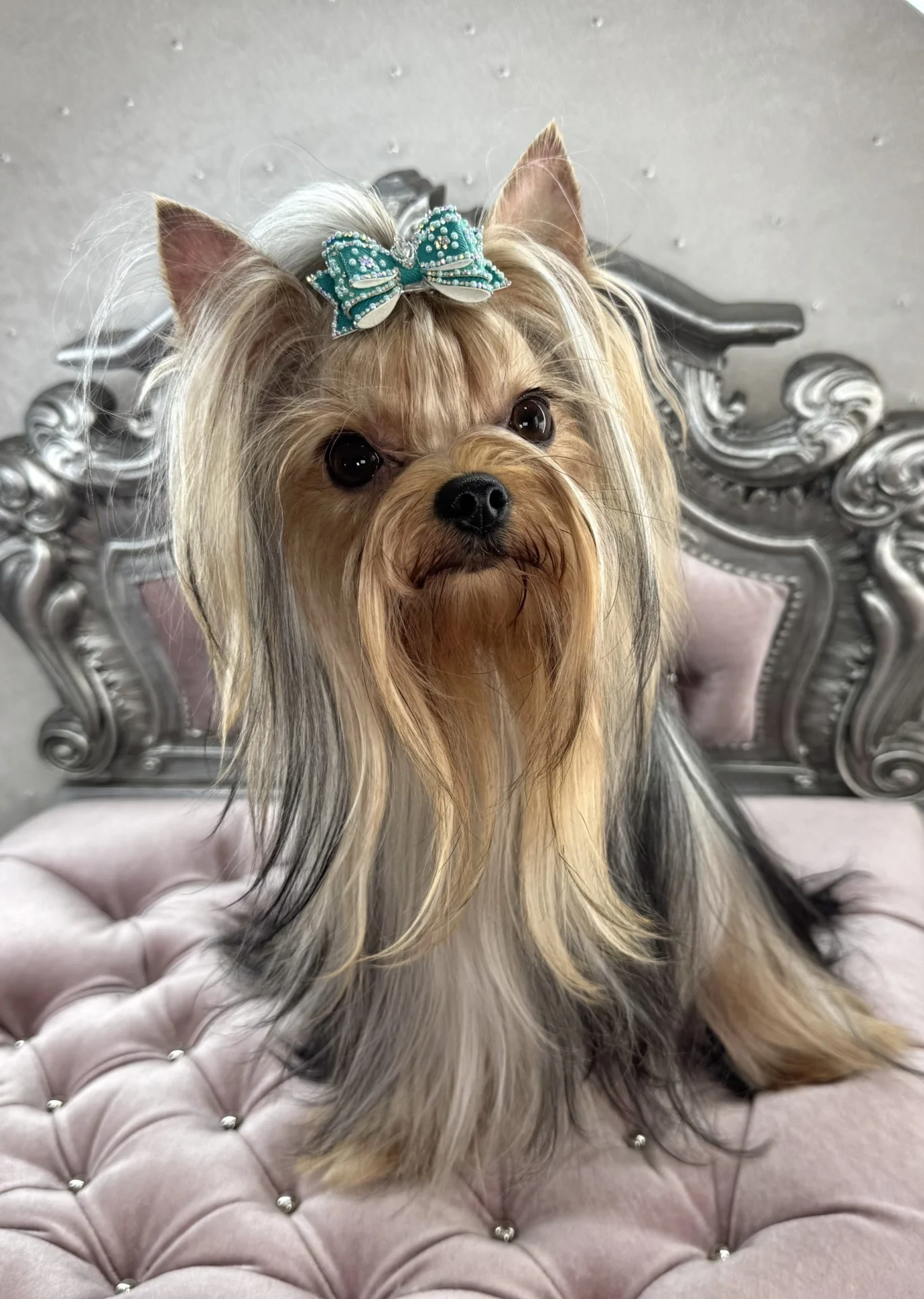 Yorkshire Terrier with bow on ornate chair.