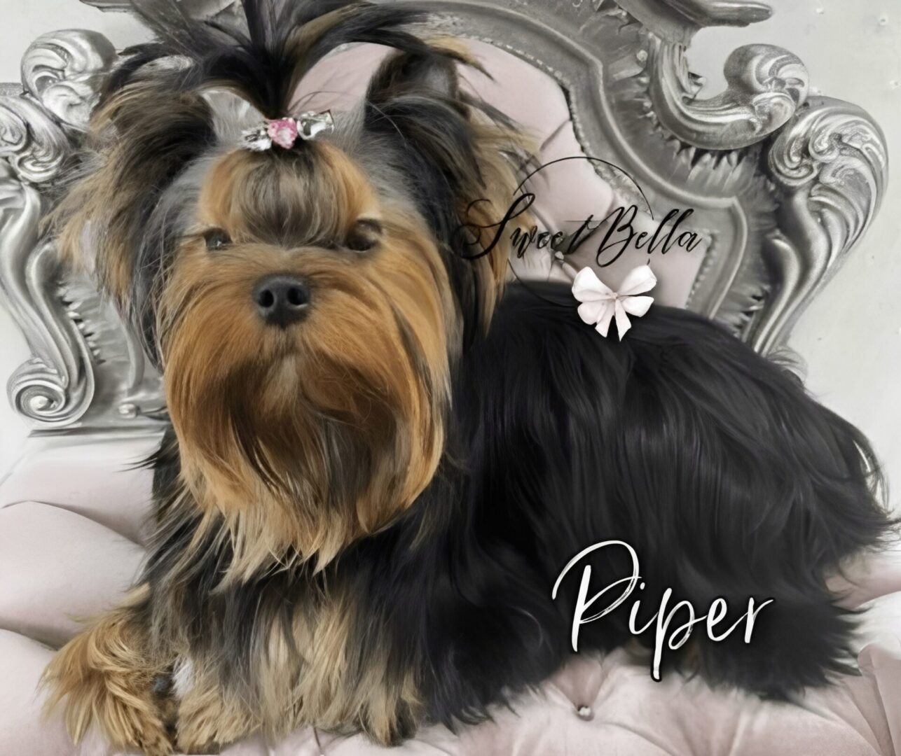 Yorkshire Terrier with decorative bow and background.