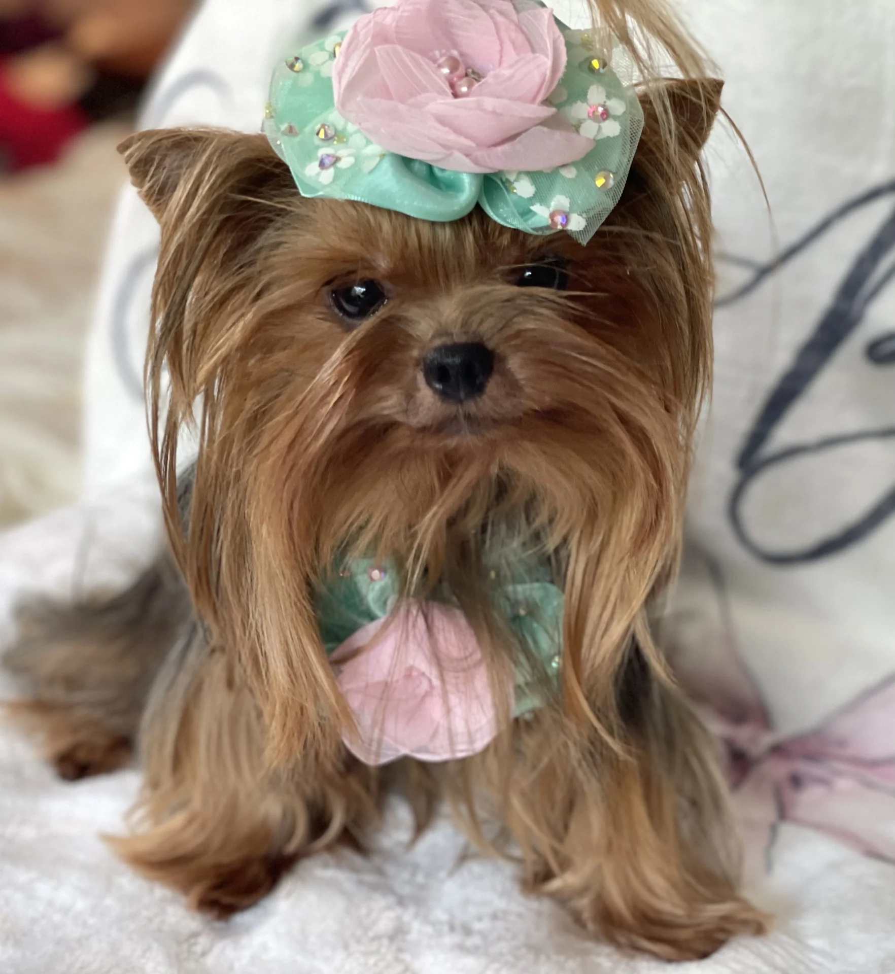 Yorkshire terrier with floral hair accessory.