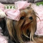 Yorkshire Terrier with pink bow on bed.