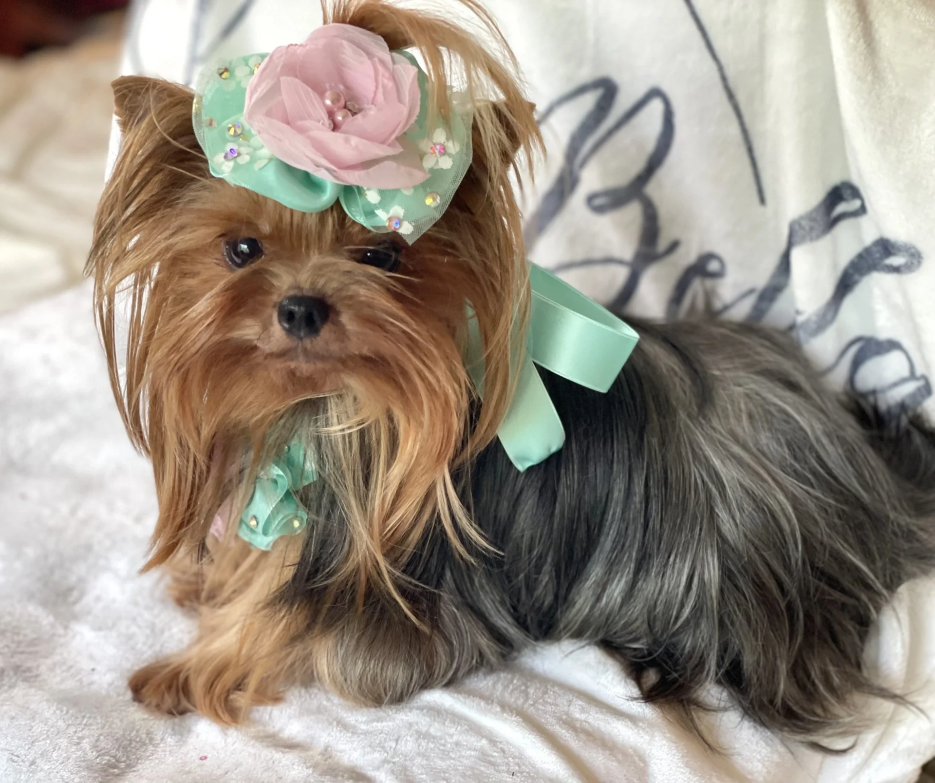 Yorkshire terrier wearing floral headpiece and bow.