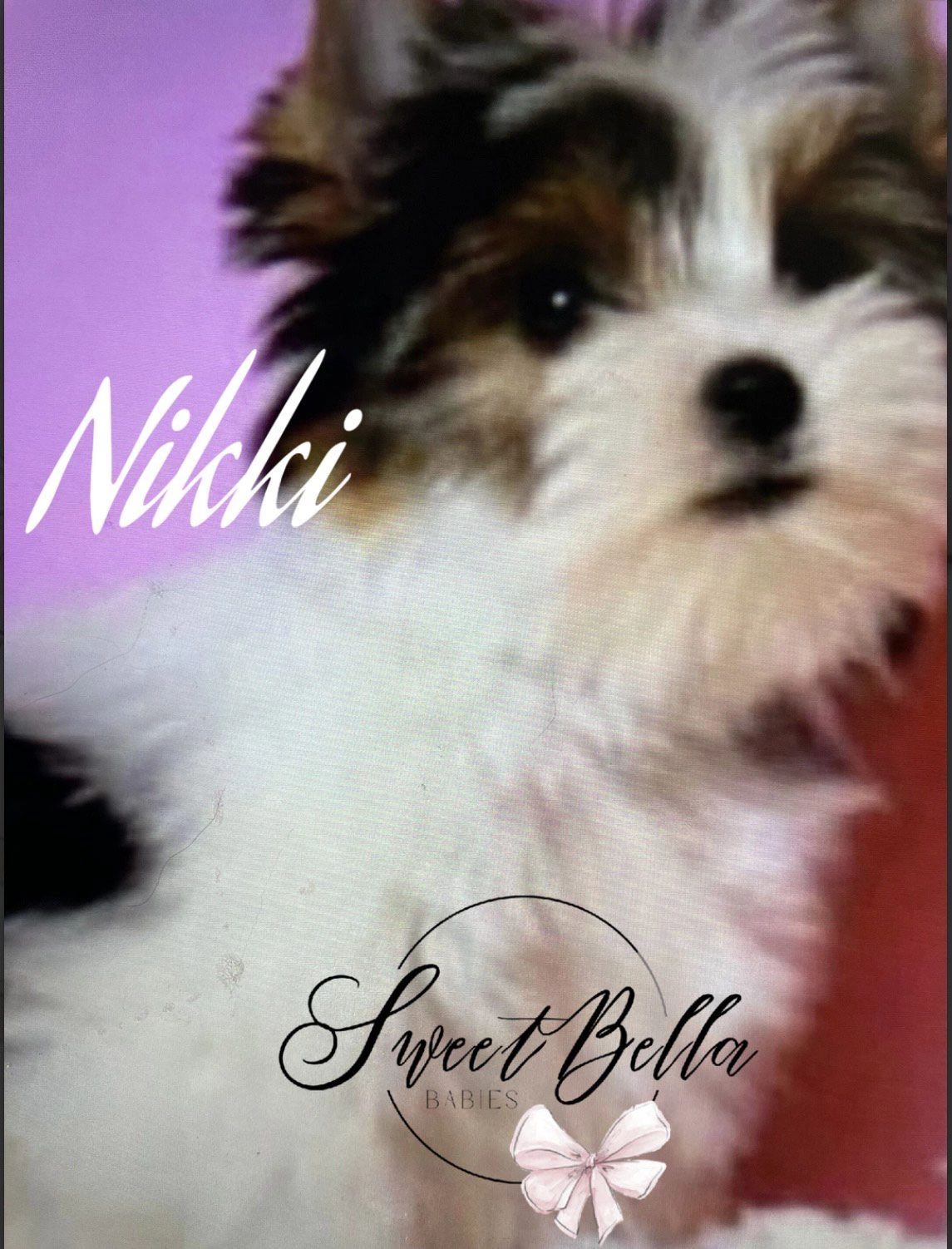 Fluffy puppy with pink background, "Nikki" text.