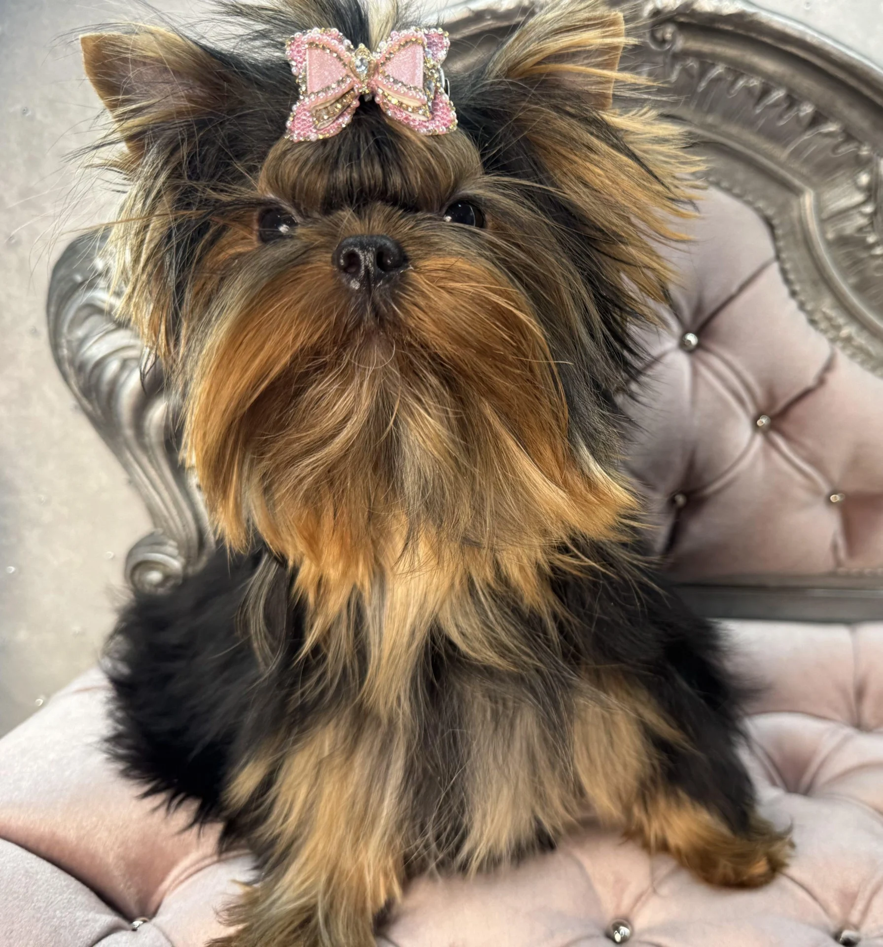 Yorkshire Terrier with pink bow on chair.