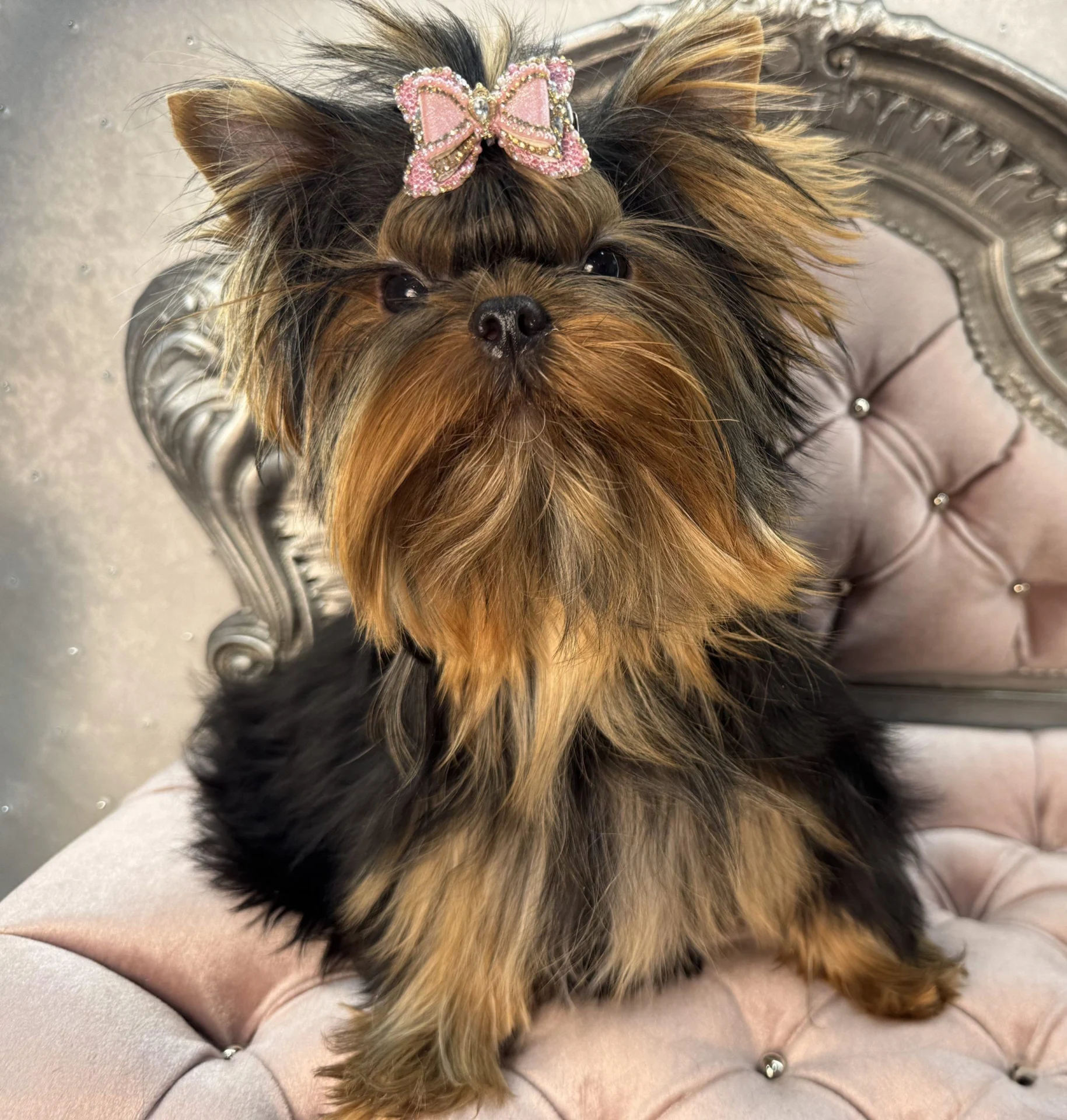 Yorkshire Terrier with pink bow on chair.