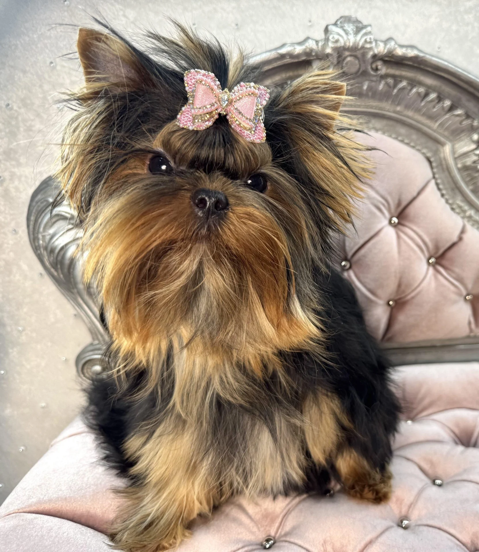 Yorkshire Terrier with bow on elegant chair.