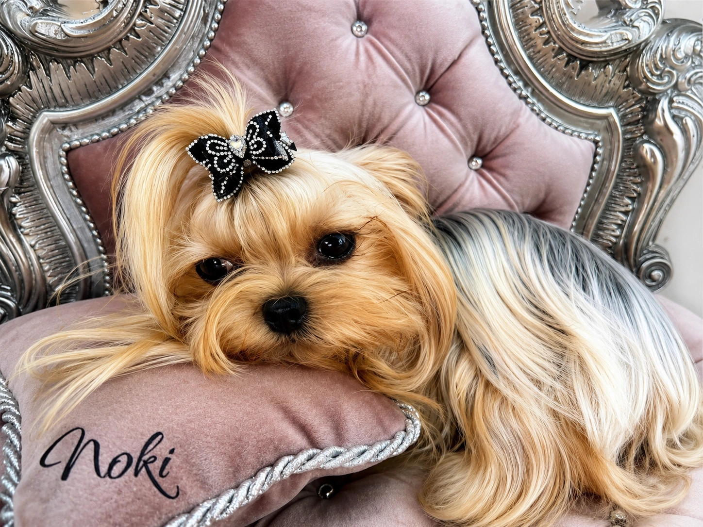 Yorkshire Terrier on ornate chair with bow.