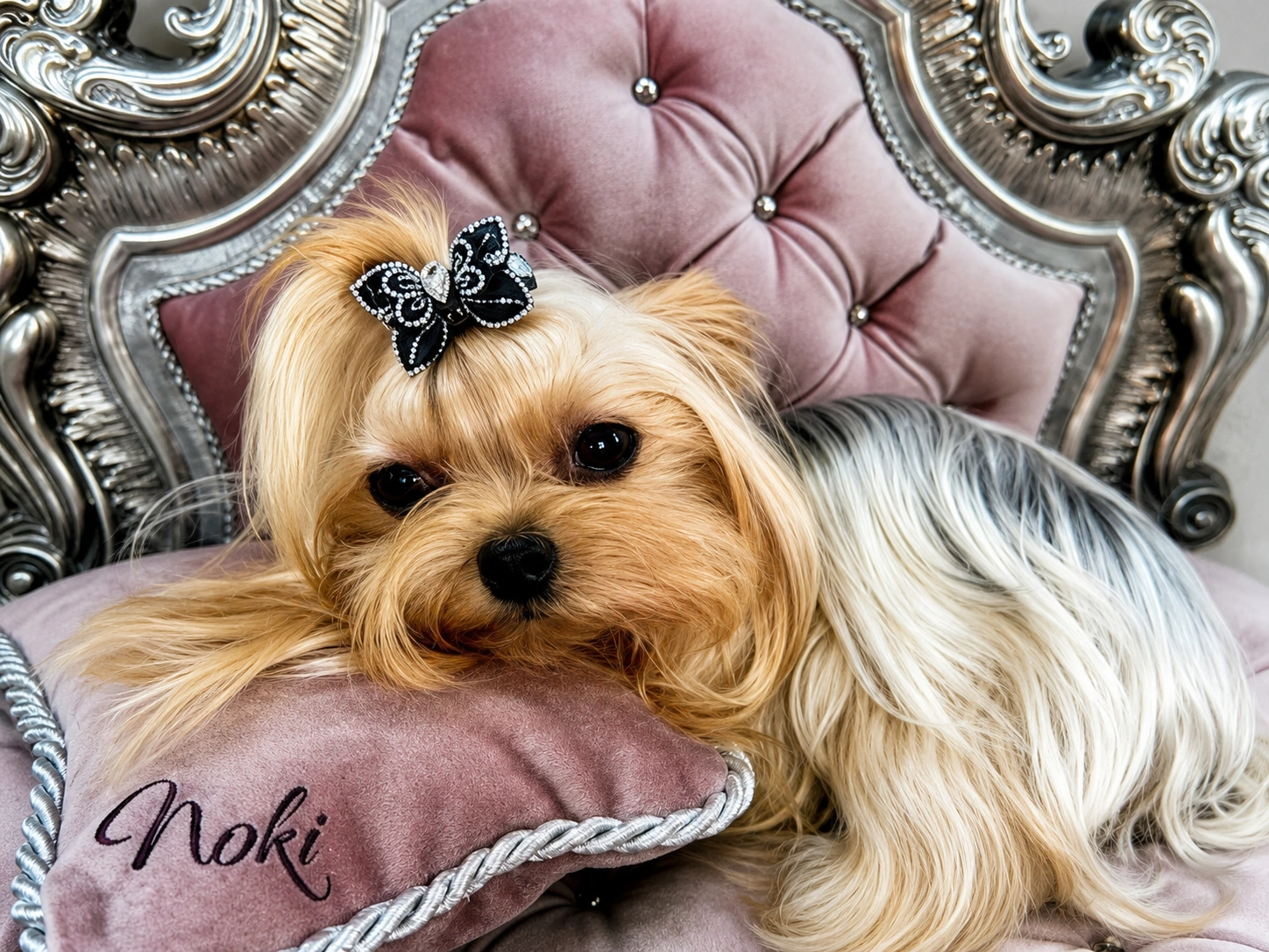 Yorkshire Terrier on a plush cushion.