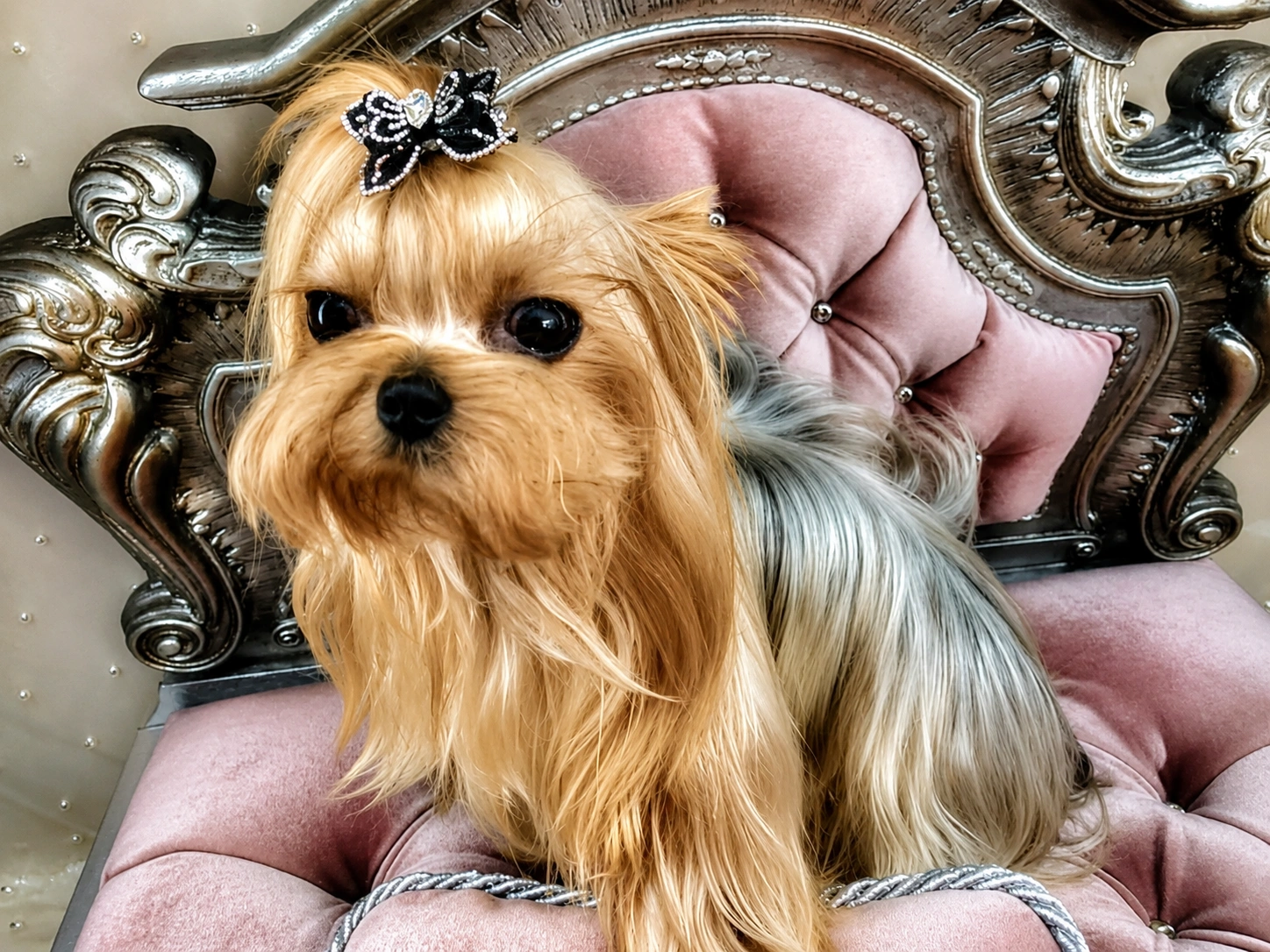 Yorkshire Terrier on ornate pink chair.