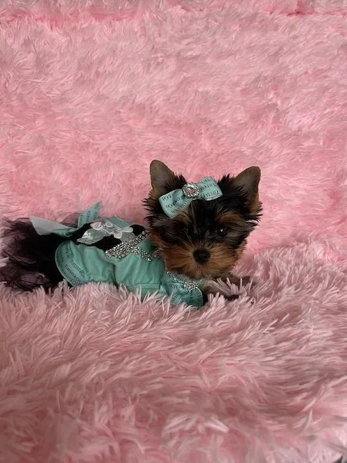 Yorkshire terrier puppy in teal dress.
