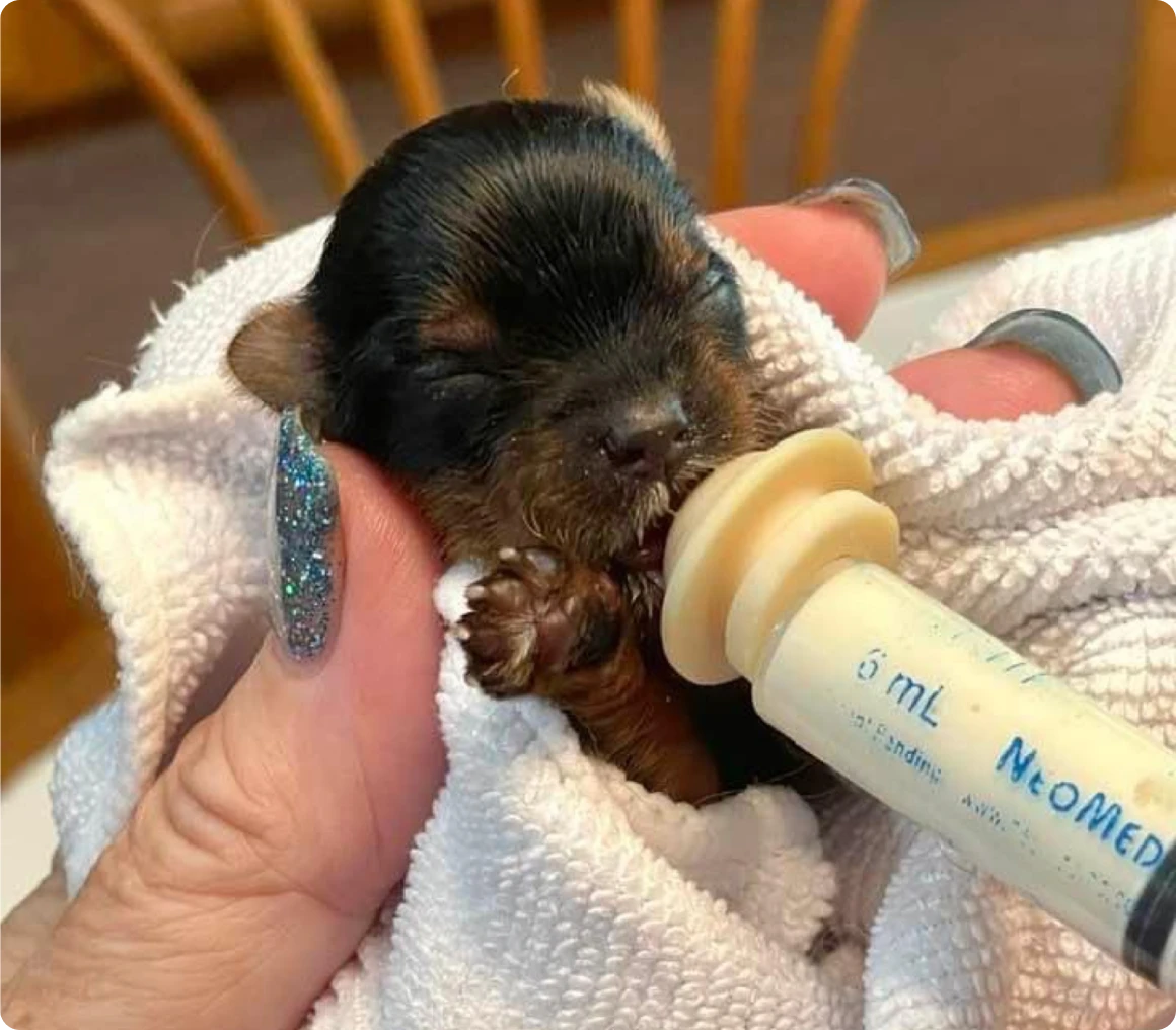 Tiny puppy being bottle-fed with syringe.