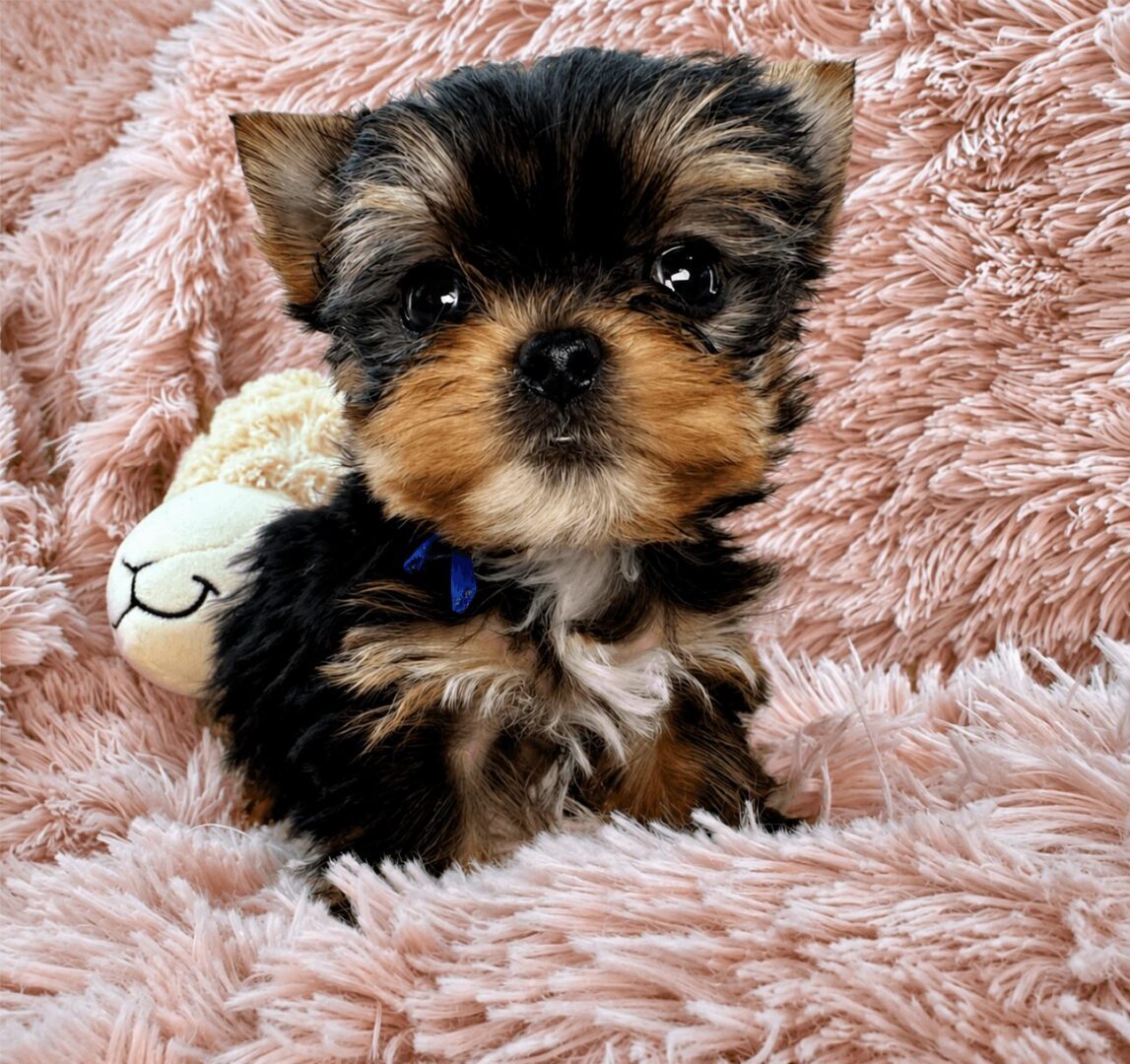 Yorkshire Terrier puppy on pink fluffy blanket.