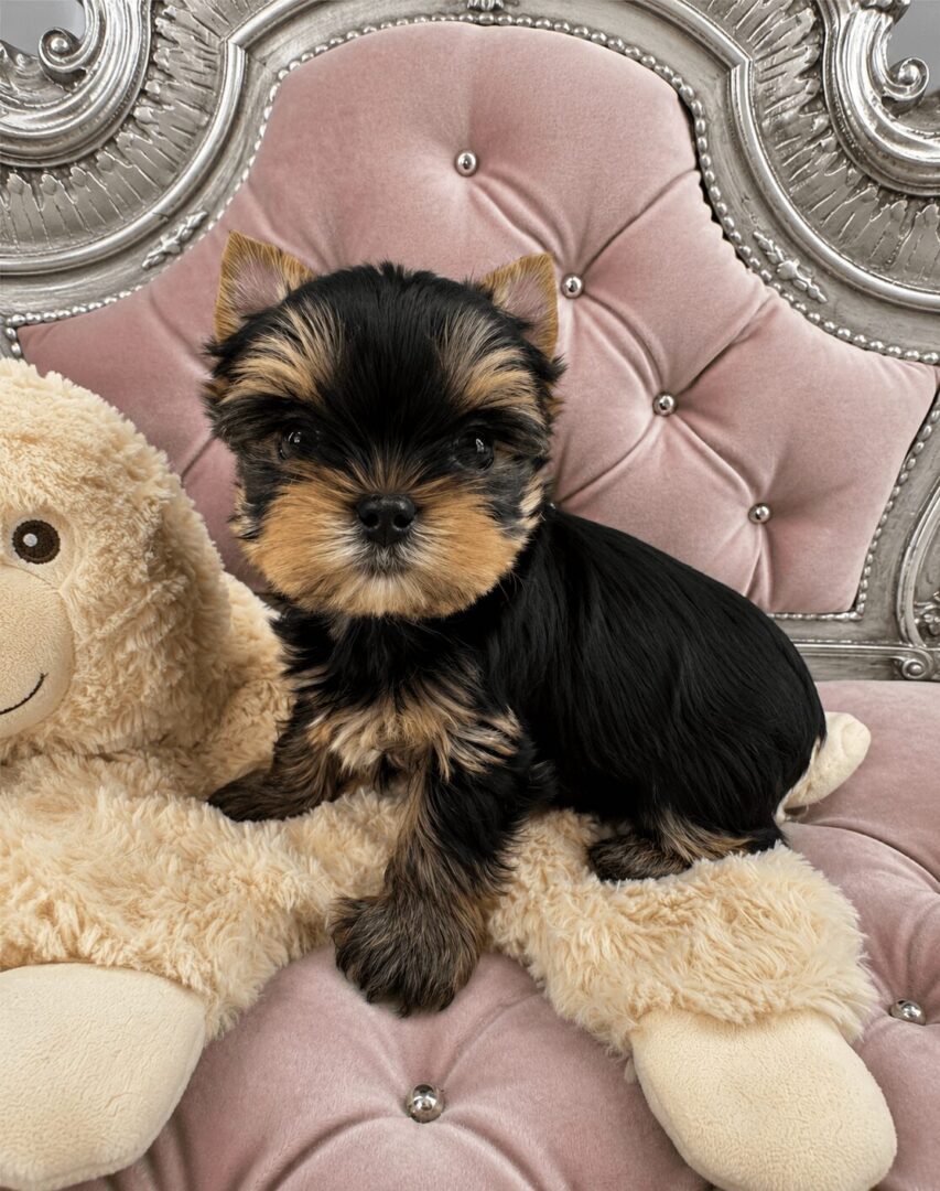 Yorkshire terrier puppy on plush pink chair.