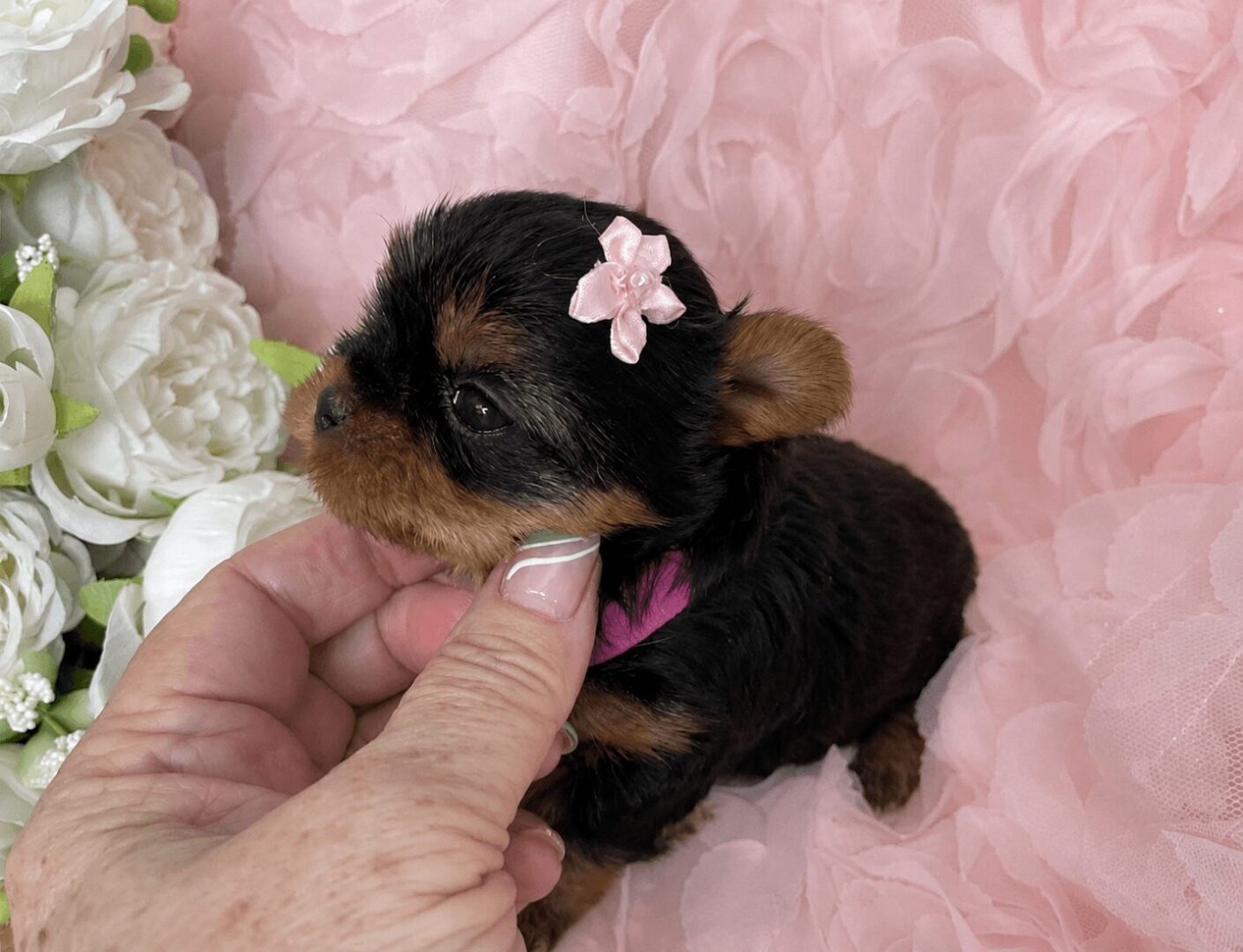 Tiny puppy with pink bow, floral background.