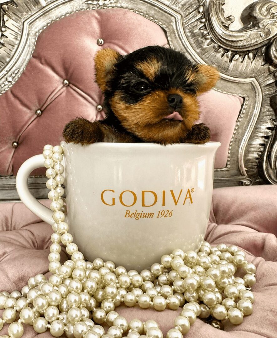 Puppy in cup with pearls on chair.