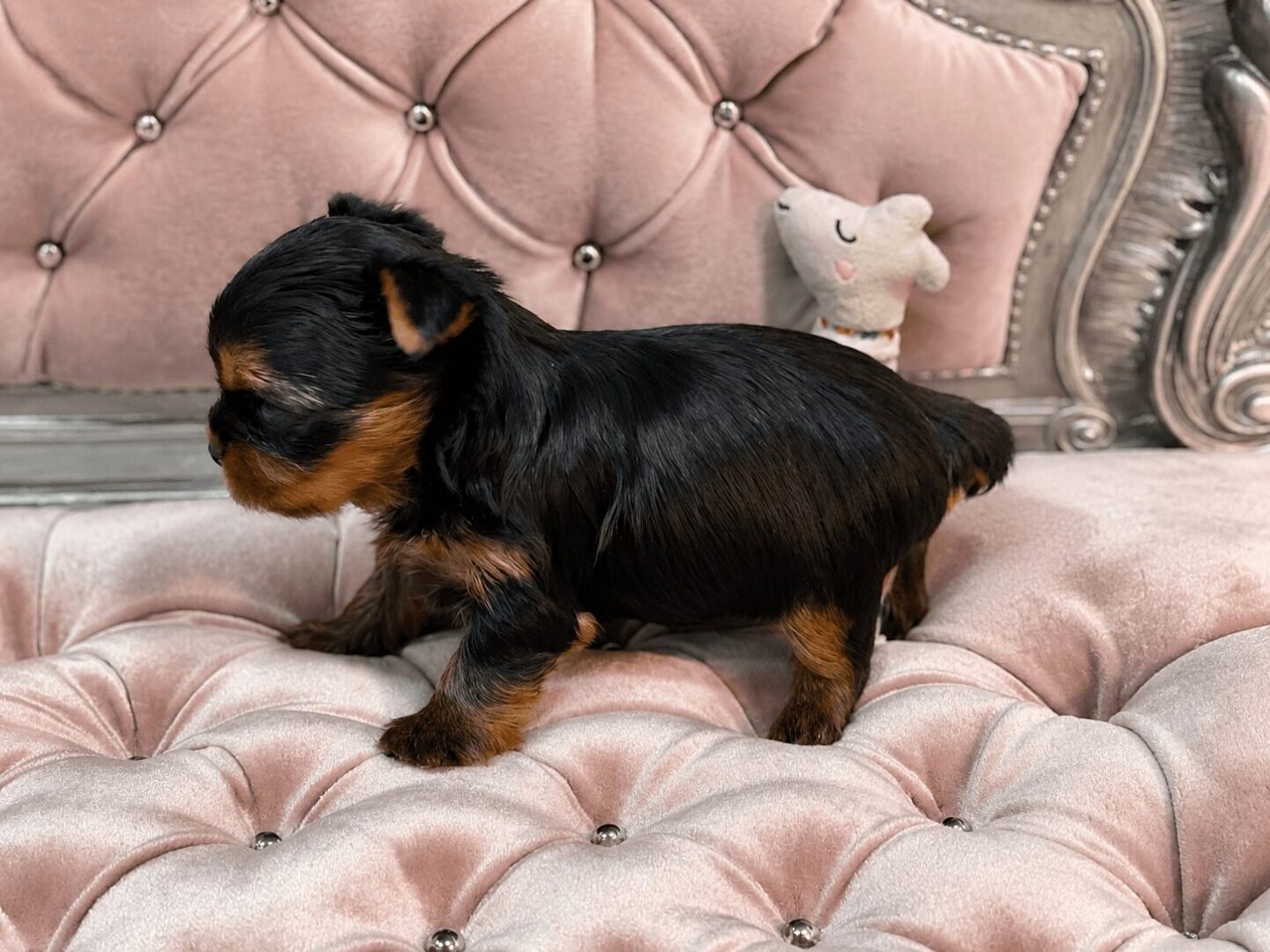 Yorkshire Terrier puppy on pink tufted sofa.