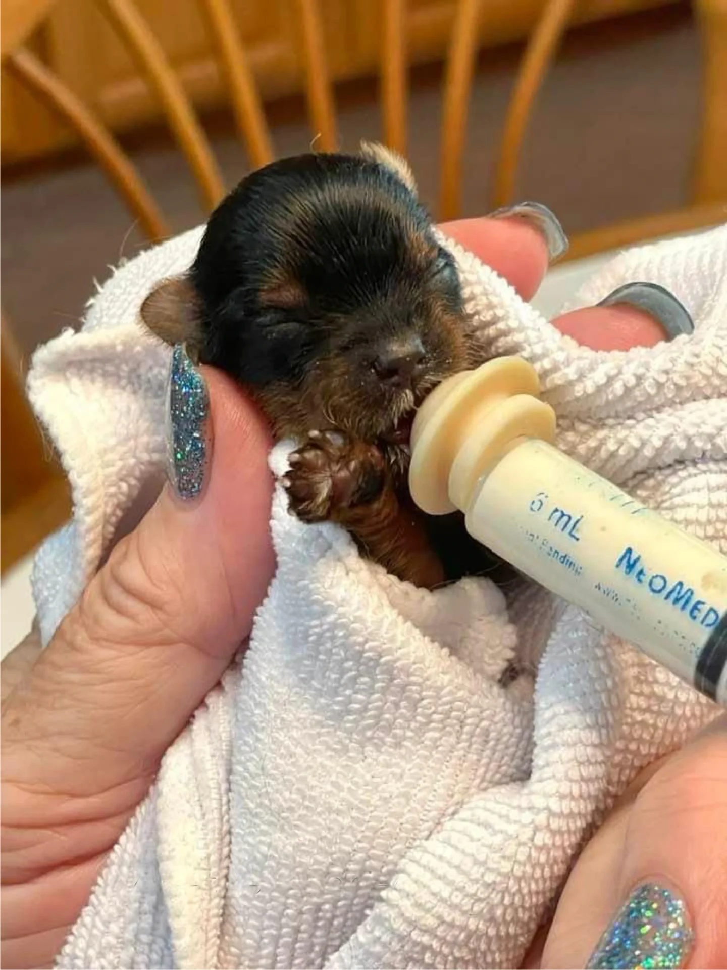 Tiny puppy being bottle-fed with syringe.
