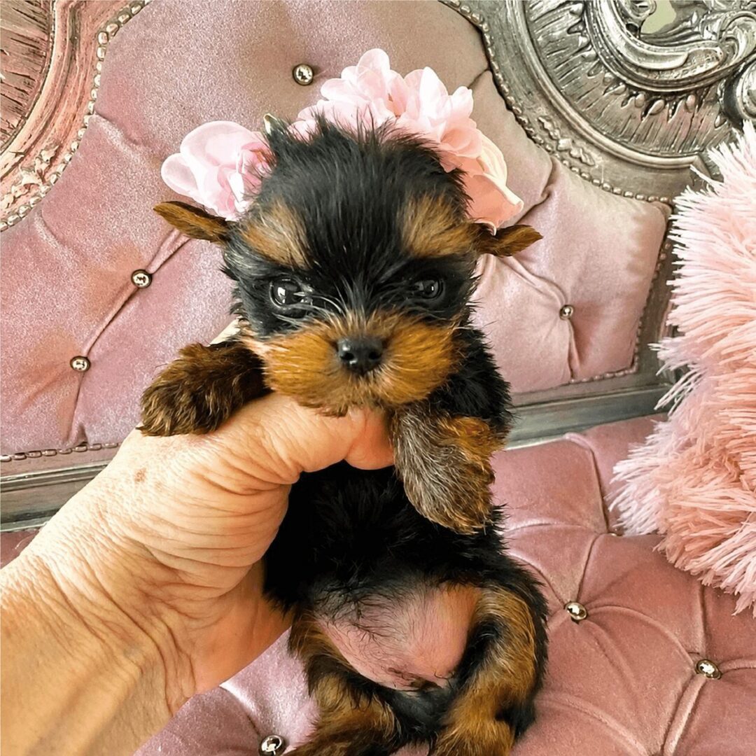 Tiny puppy on pink ornate couch.