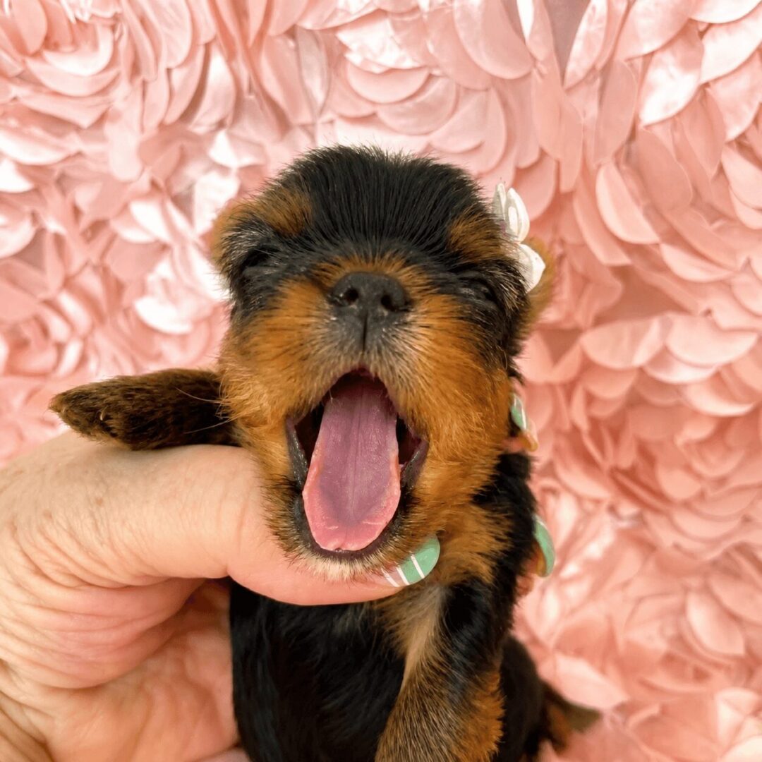 Yawning puppy held against pink background.