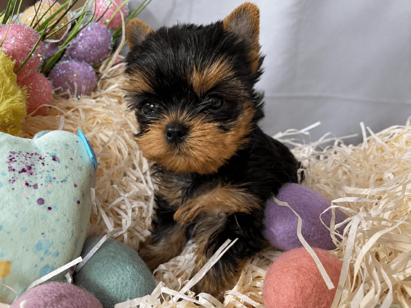Yorkshire Terrier puppy surrounded by colorful decorations.