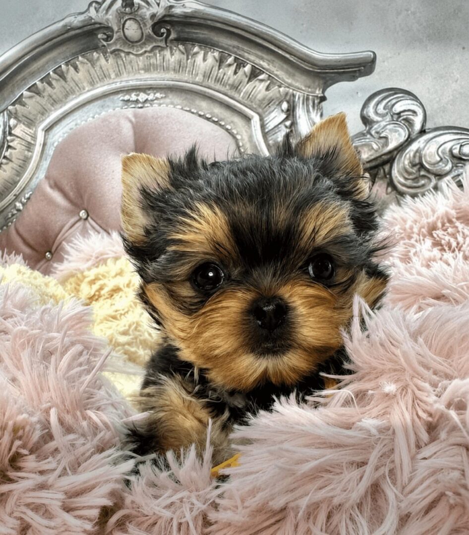 Yorkshire Terrier puppy on plush blanket.