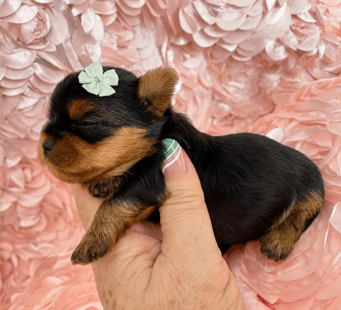 Tiny puppy with bow, held in hand.