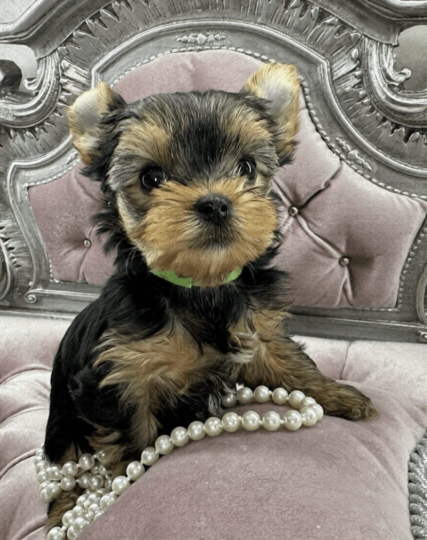 Yorkshire Terrier puppy on a luxurious chair.