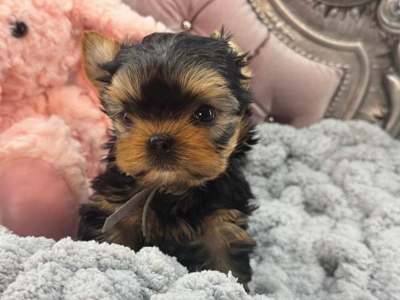 Cute puppy sitting on a fluffy blanket.