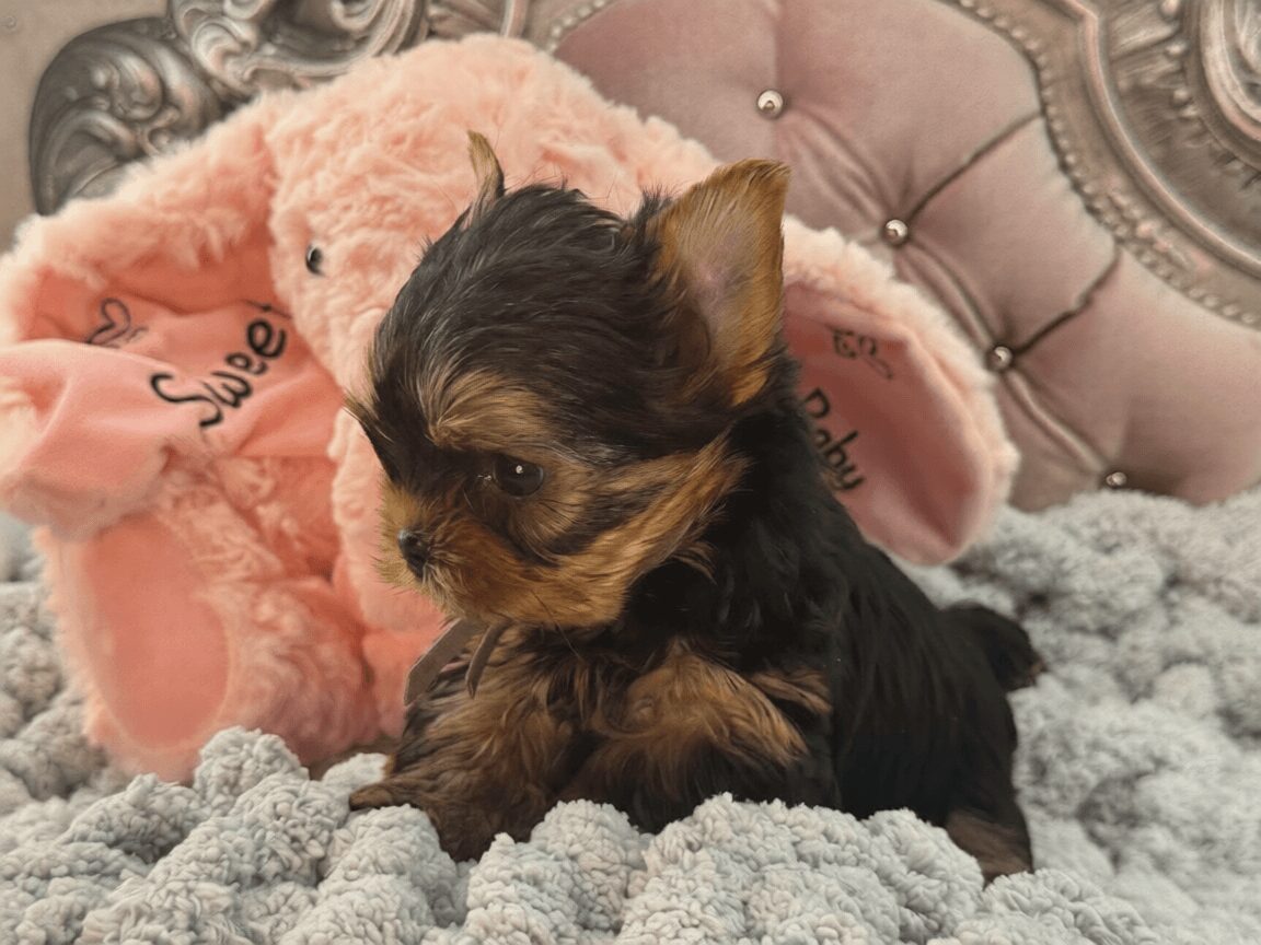 Yorkshire Terrier puppy with pink plush toy.