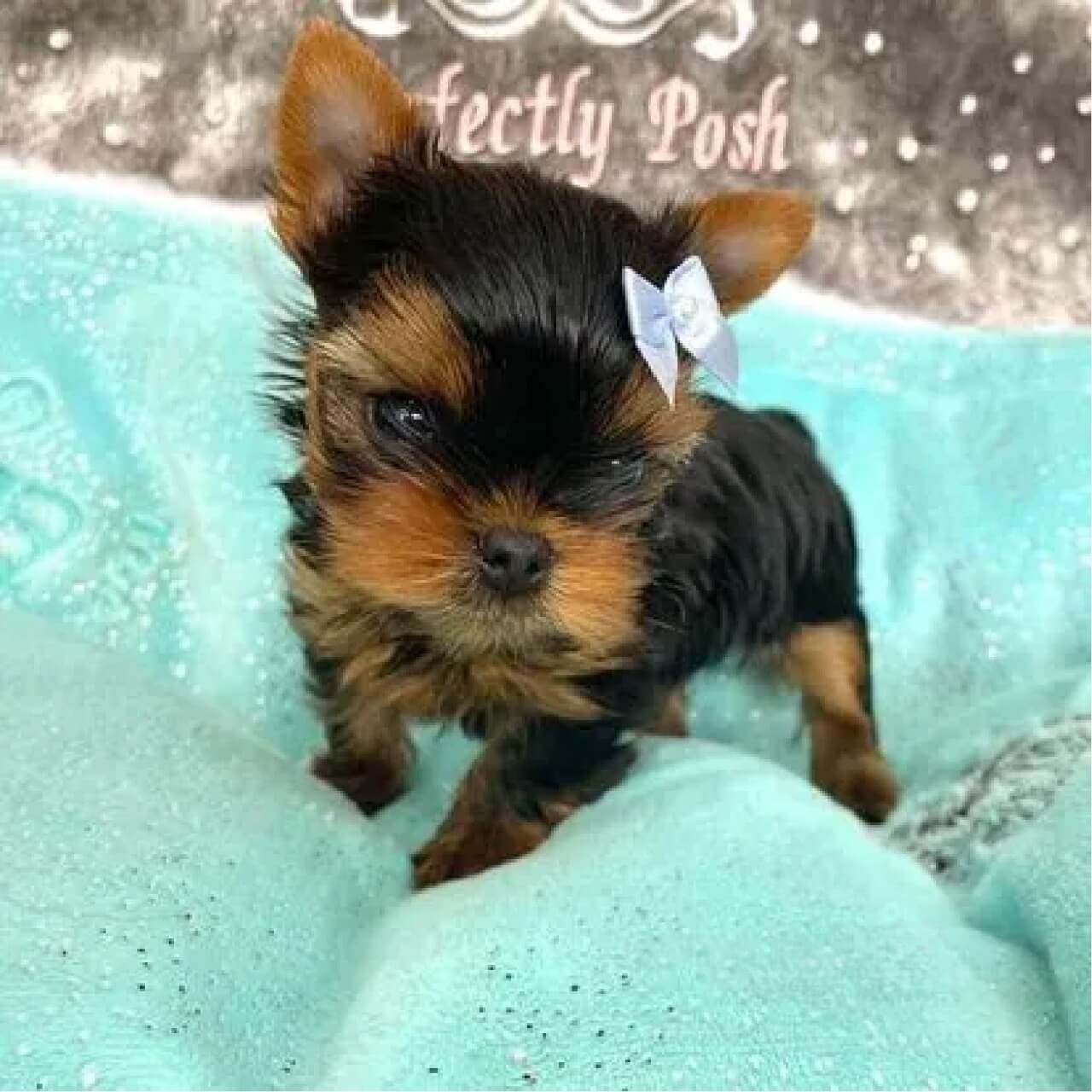 Yorkshire Terrier puppy with blue bow.