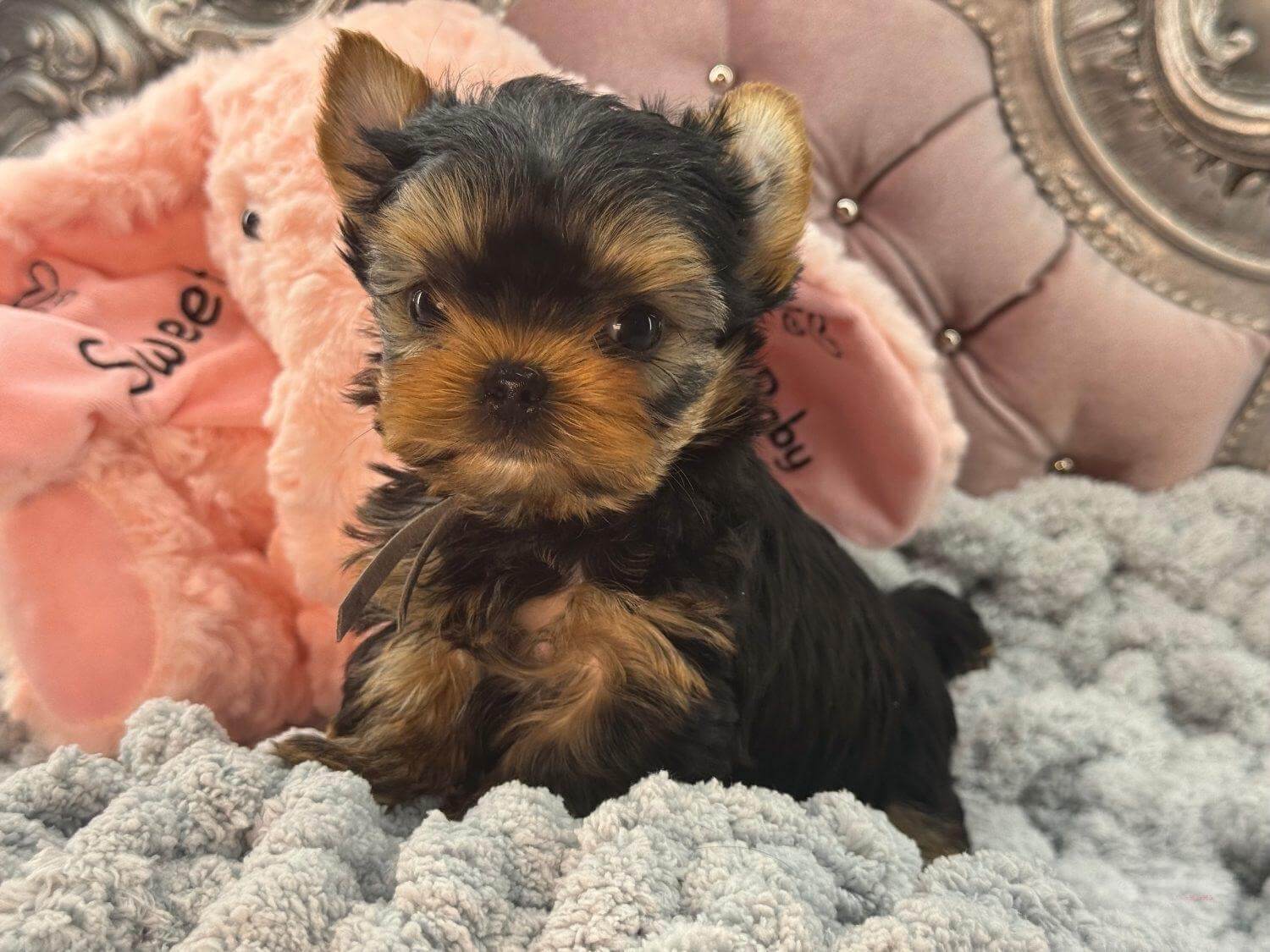 Yorkshire Terrier puppy on plush blanket.