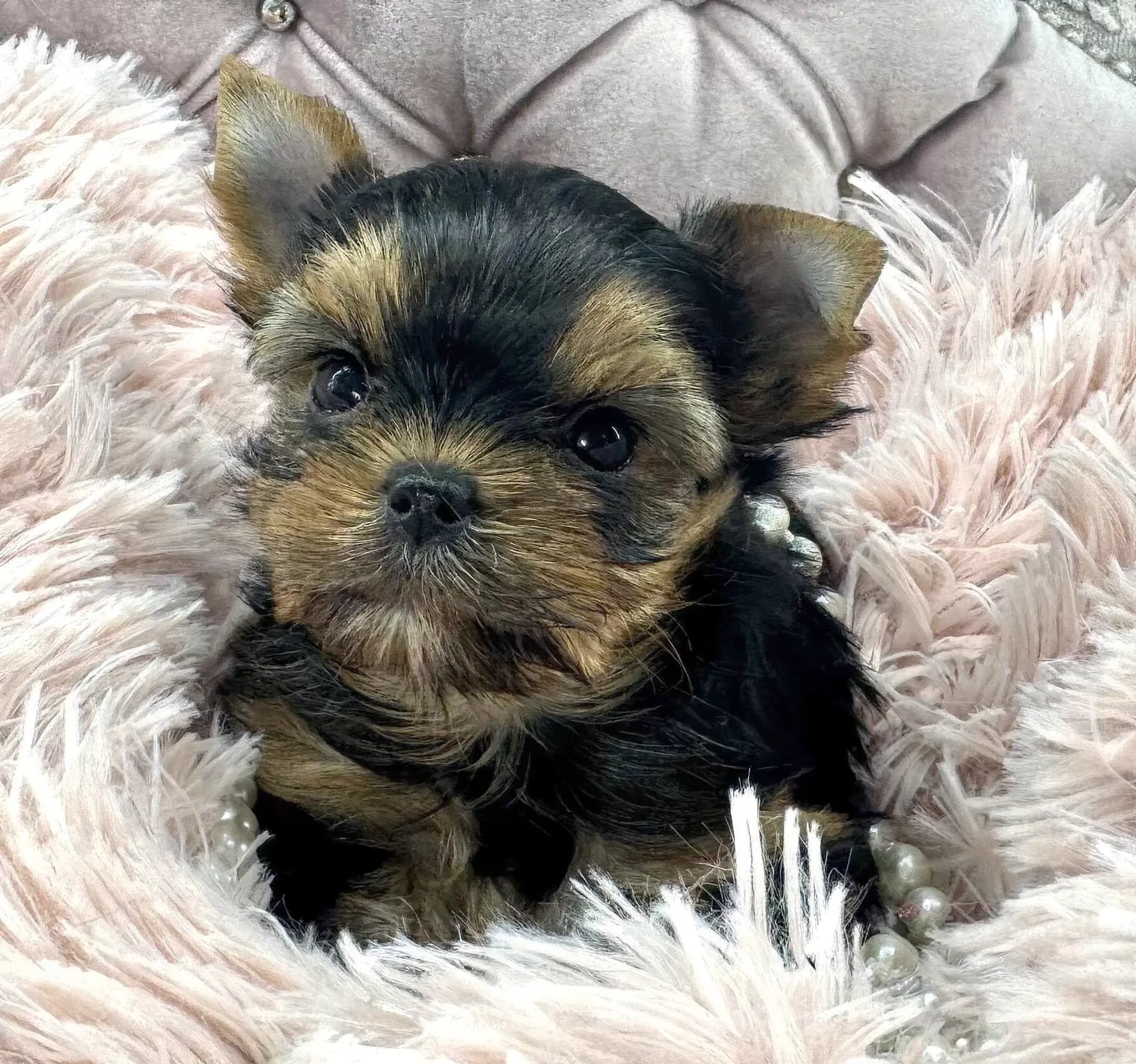 Cute puppy nestled in fluffy blanket.