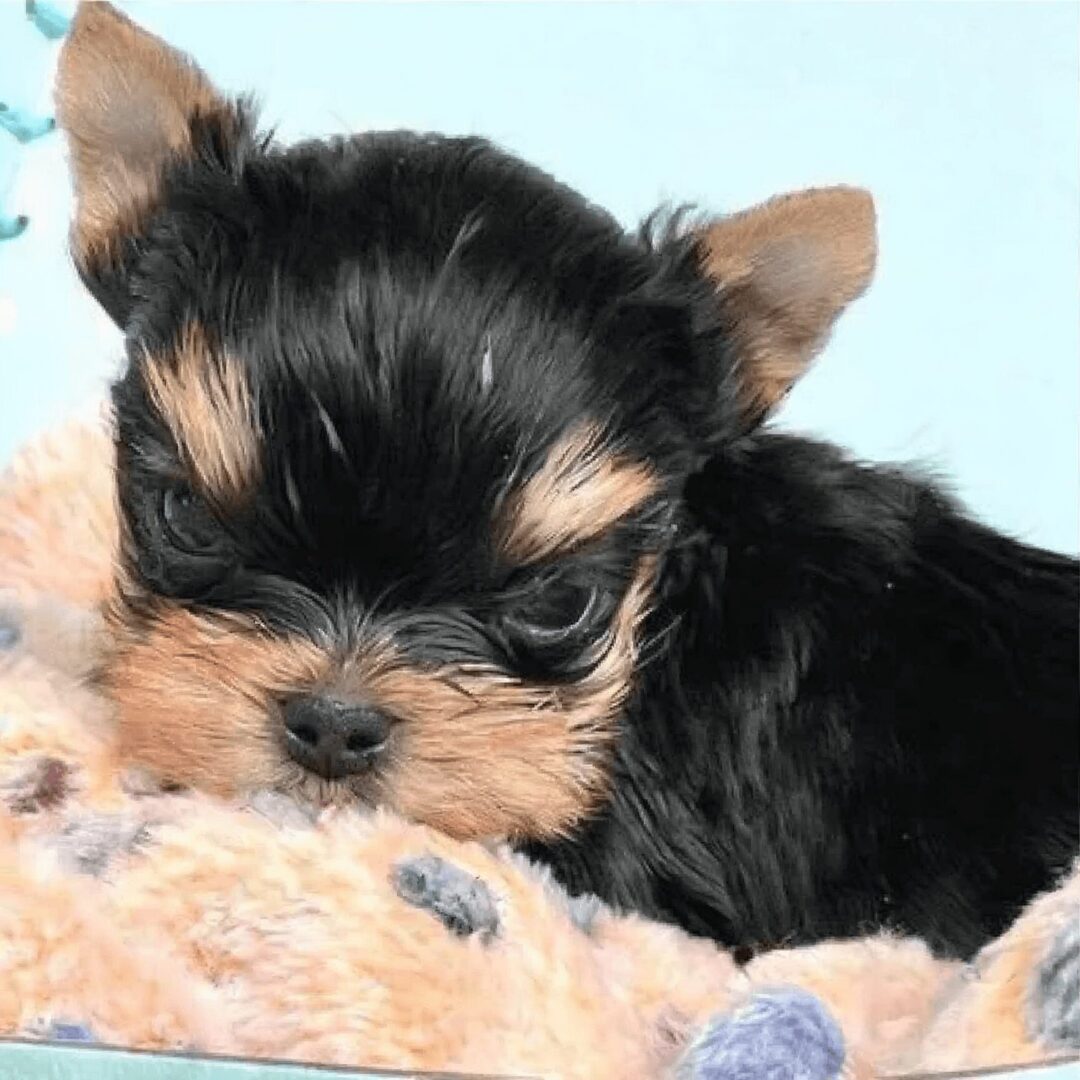 Yorkshire Terrier puppy snuggled in blanket.