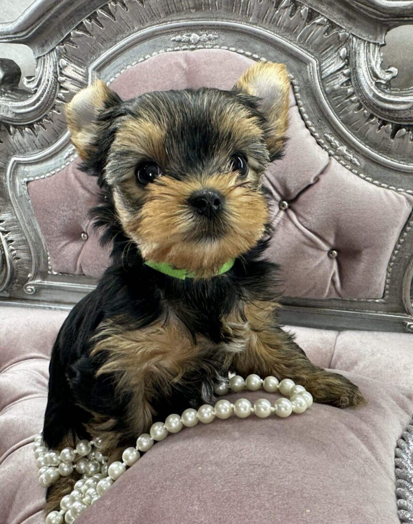 Yorkshire Terrier puppy on pink cushion.