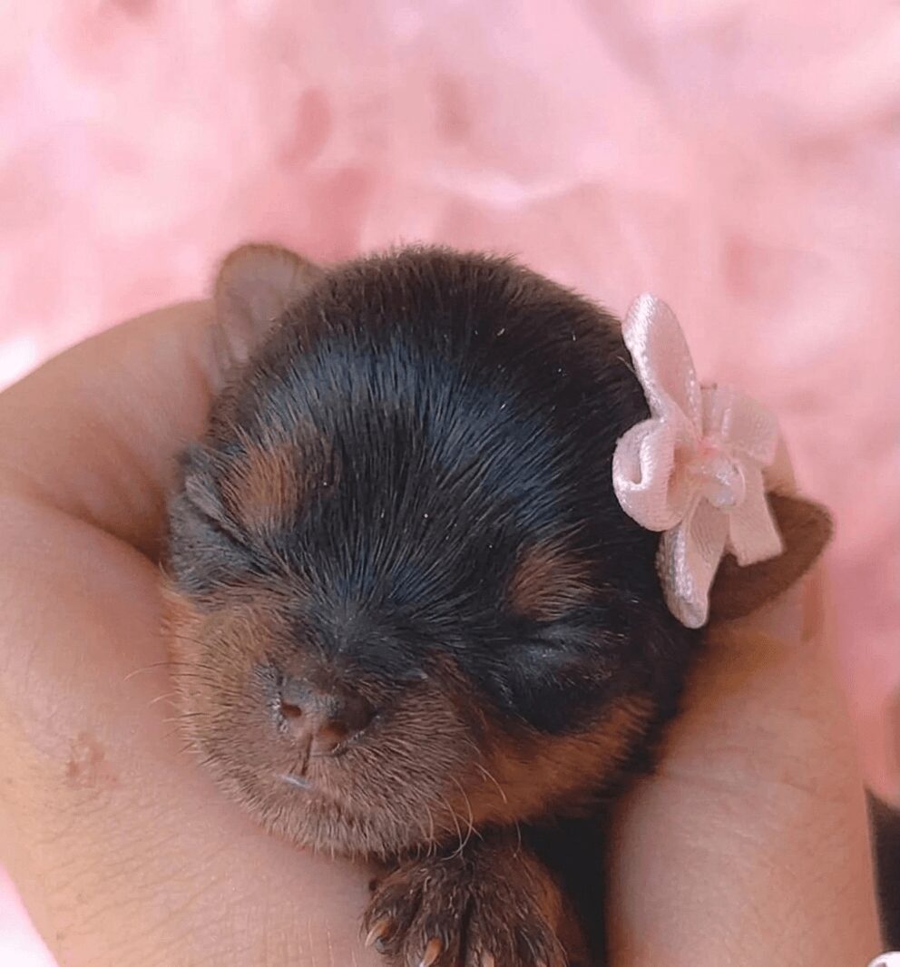 Tiny puppy with pink bow sleeping peacefully.