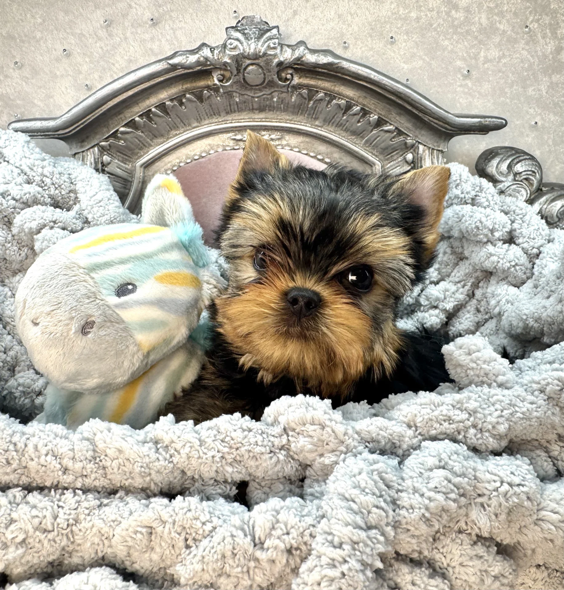 Sweet Bella Babies
