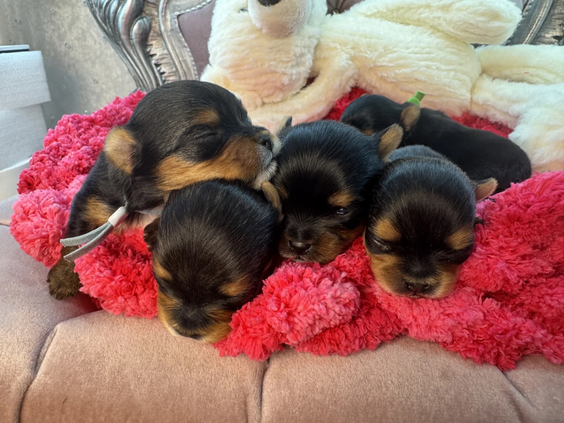 Sweet Bella Babies