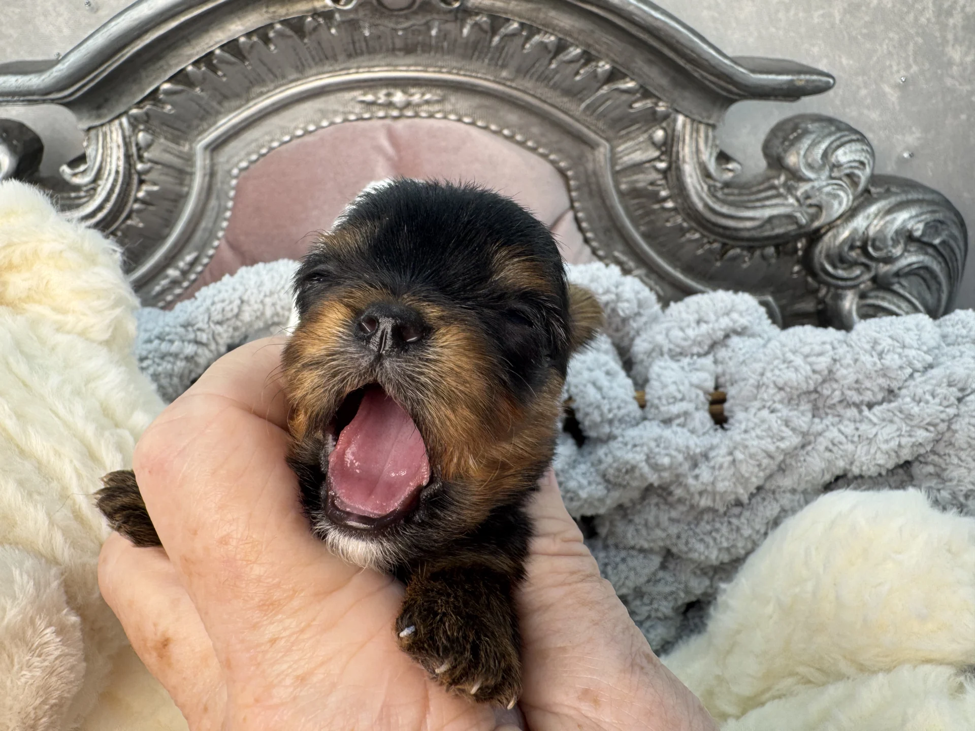 Sweet Bella Babies