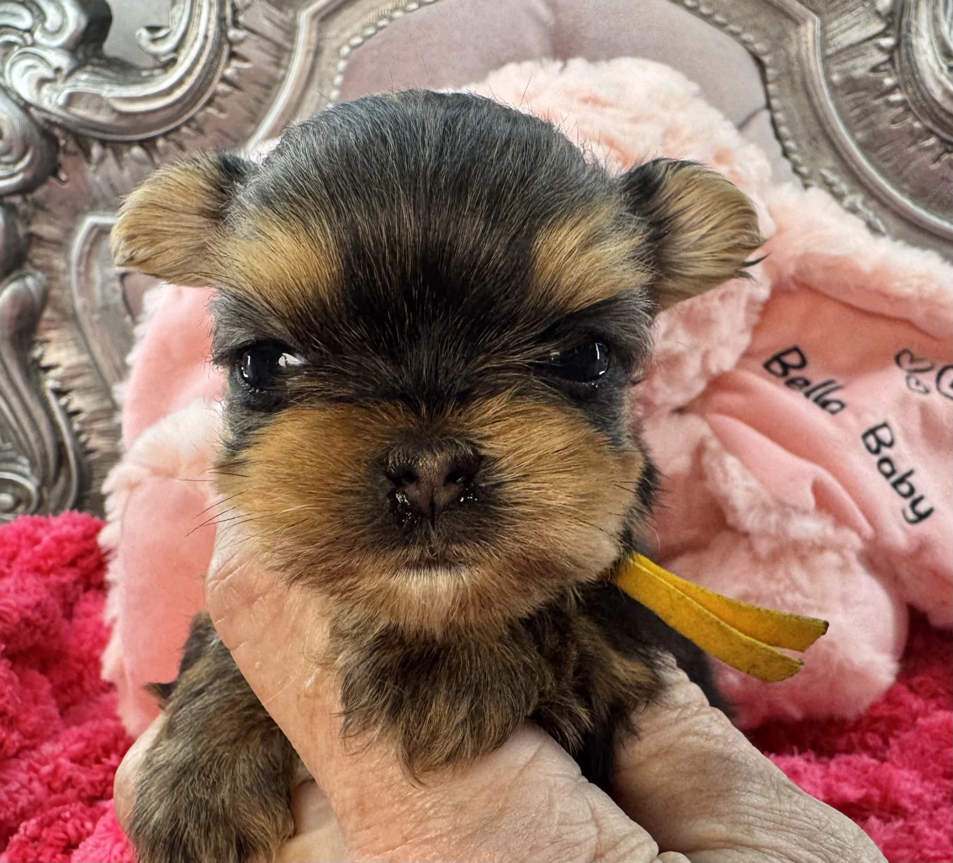 Sweet Bella Babies