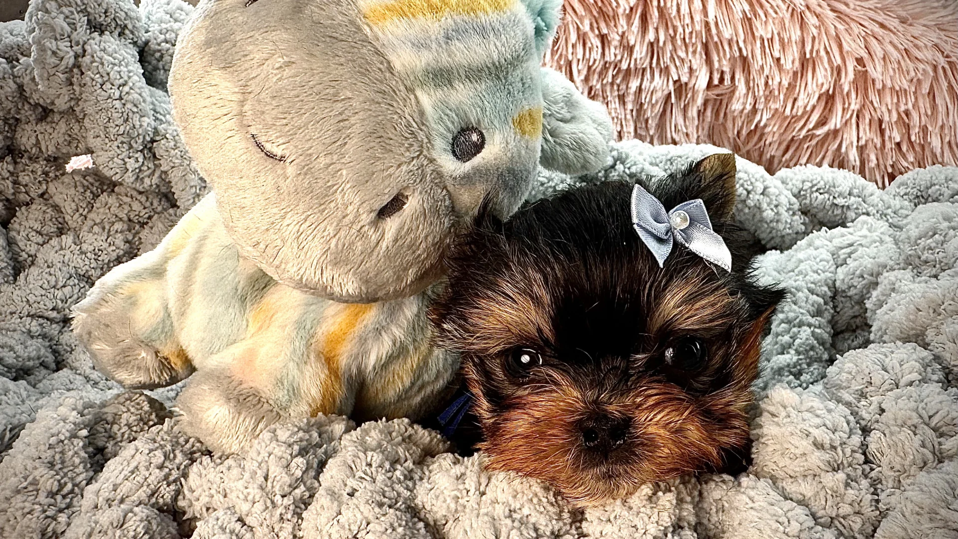 Sweet Bella Babies