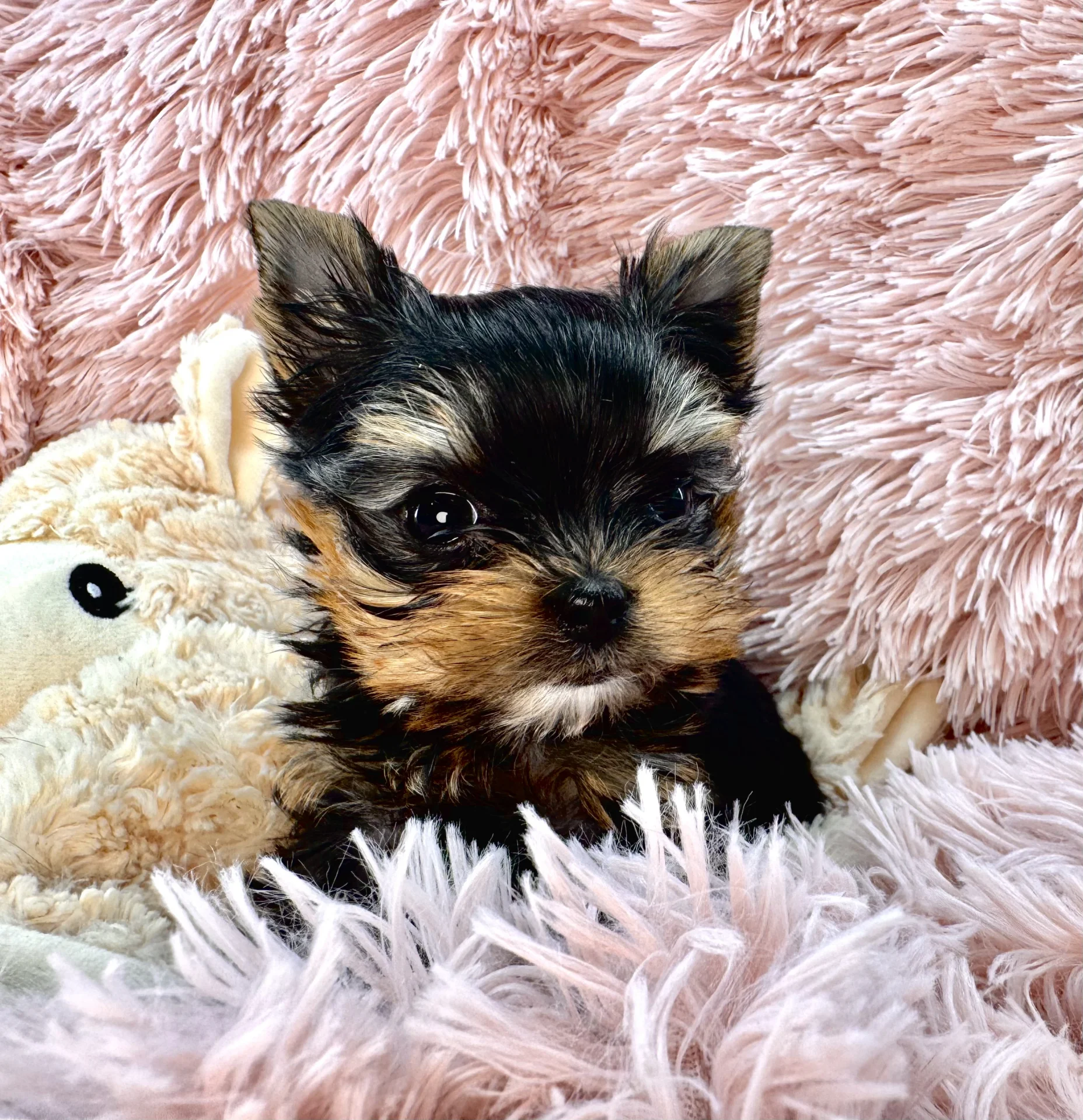 Sweet Bella Babies