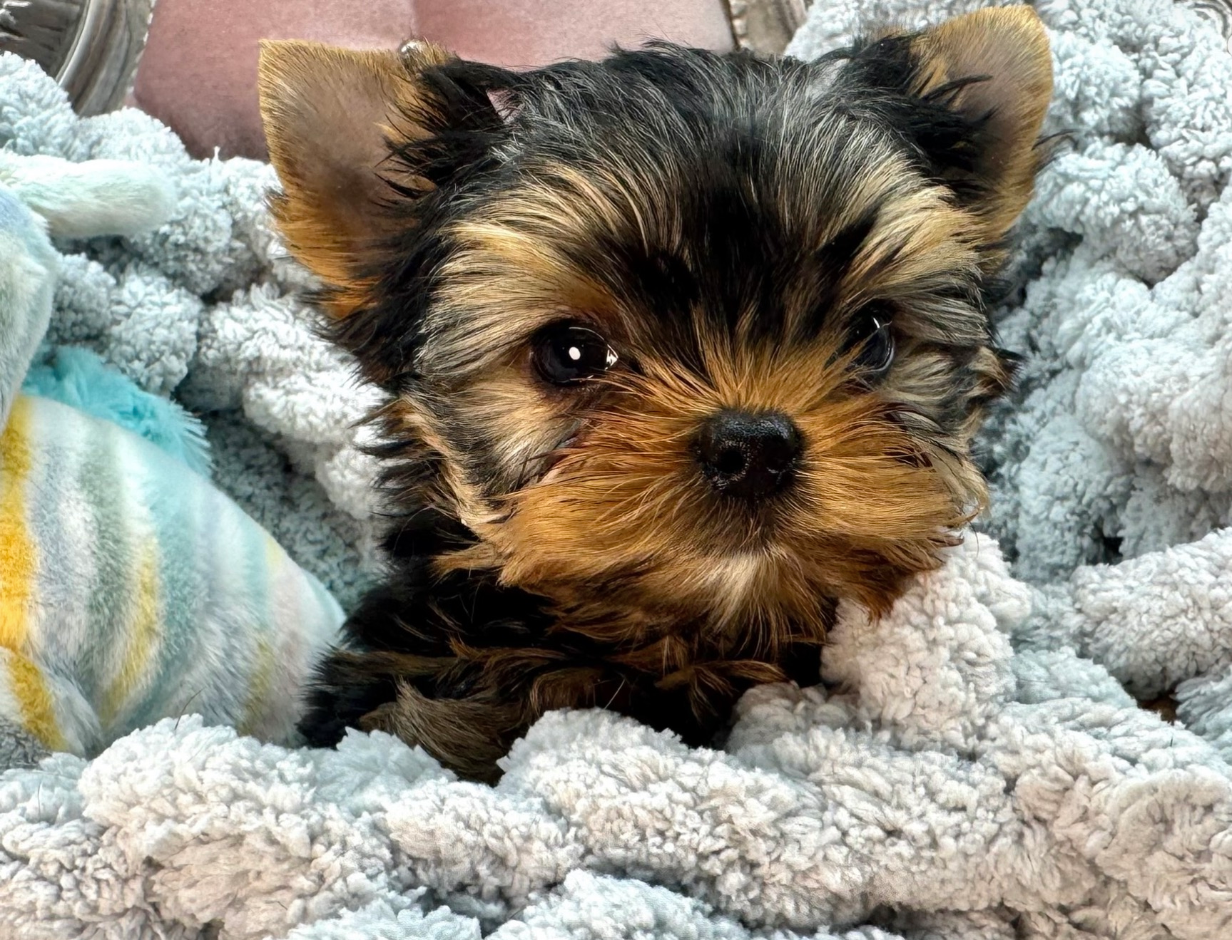 Sweet Bella Babies